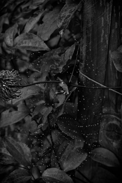 AF Zoom-Nikkor 35-135mm f/3.5-4.5 N sample photo. Water drops photography