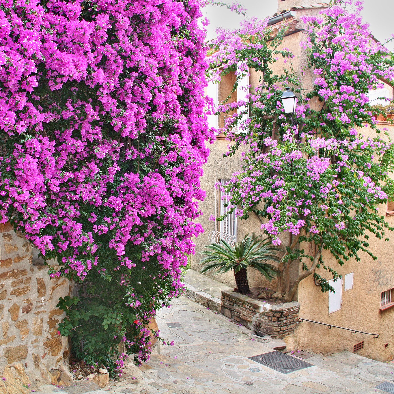 Canon EF-S 18-200mm F3.5-5.6 IS sample photo. Bormes les mimosas photography