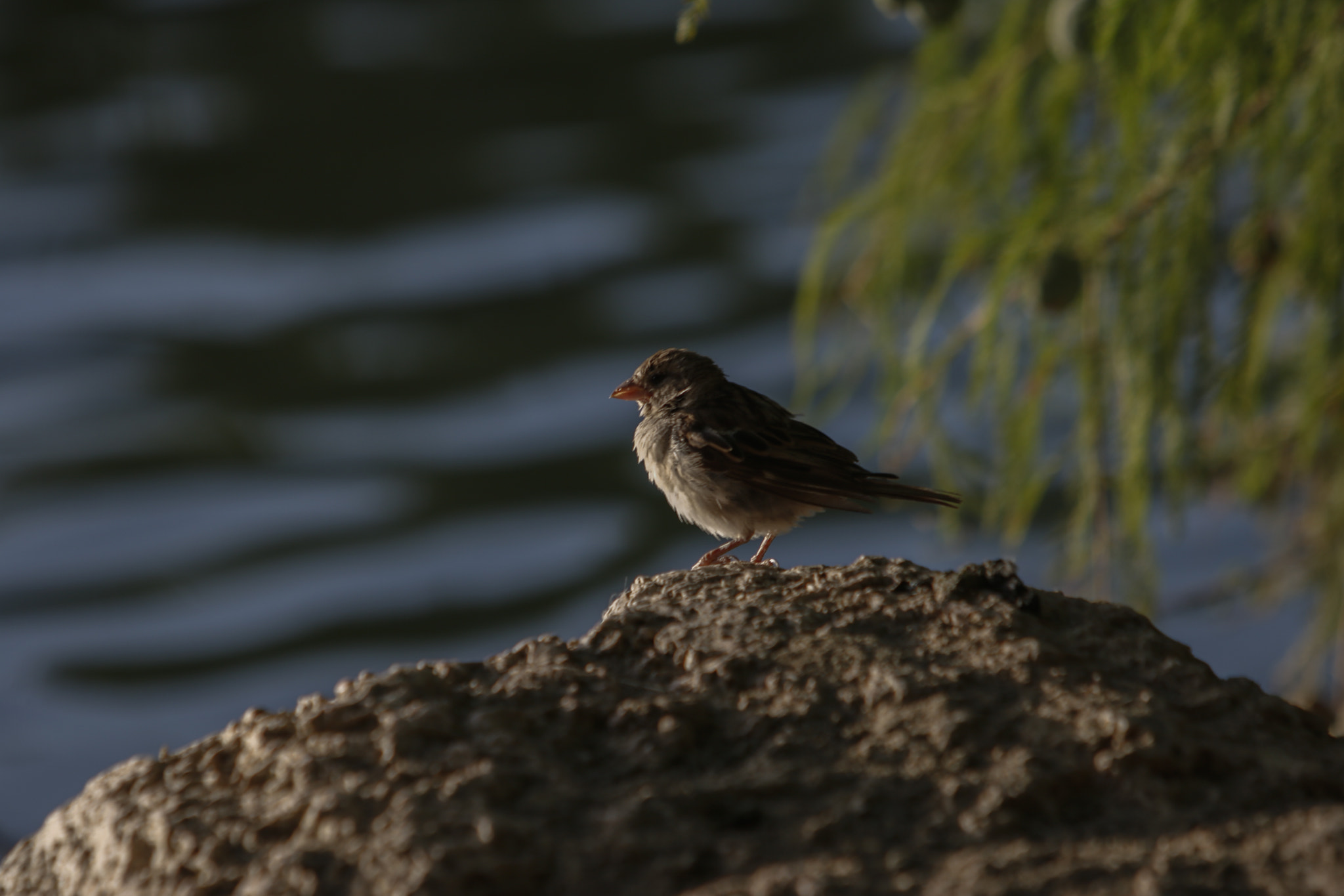 Canon EF 70-200mm F2.8L IS USM sample photo. Gorrion photography