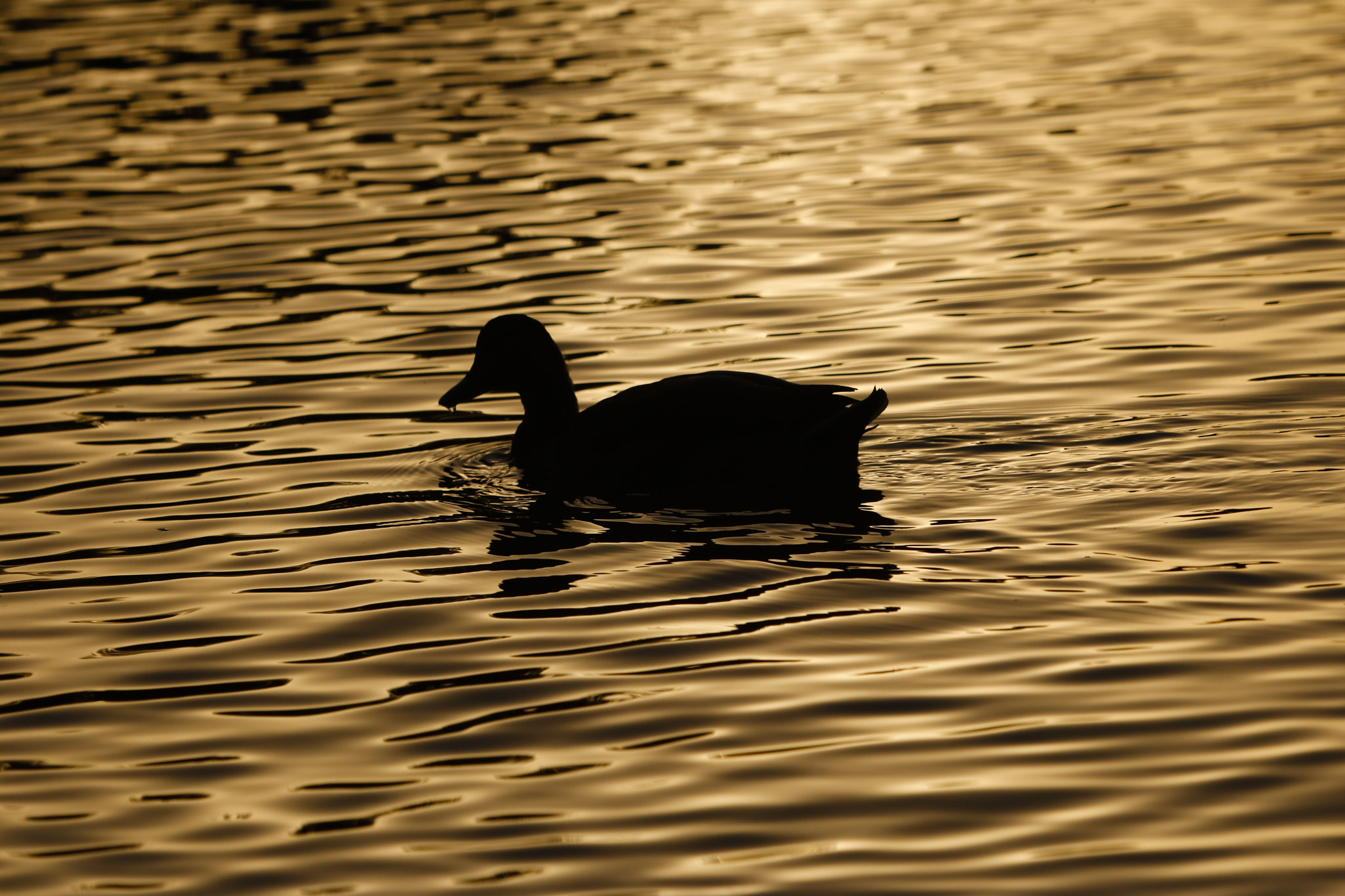 Canon EF 70-200mm F2.8L IS USM sample photo. Pato photography