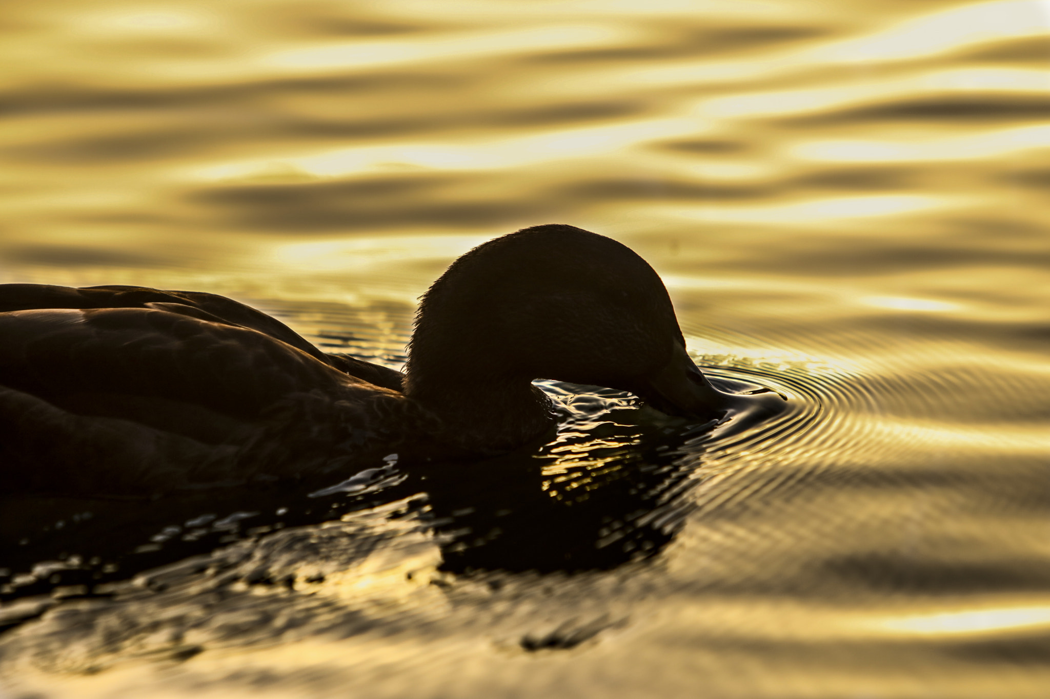 Canon EF 70-200mm F2.8L IS USM sample photo. Pato photography