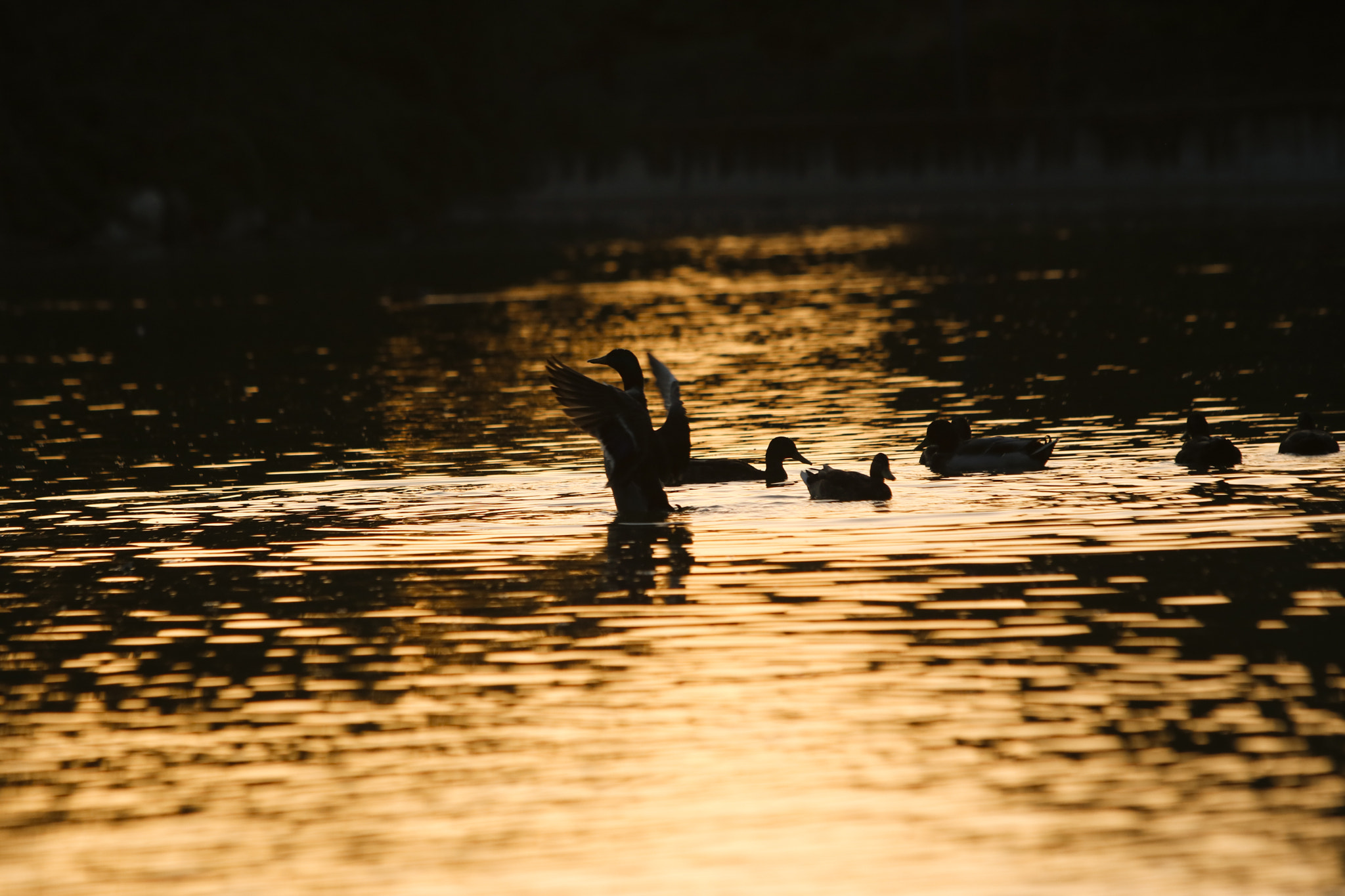 Canon EF 70-200mm F2.8L IS USM sample photo. Estirando el ala photography