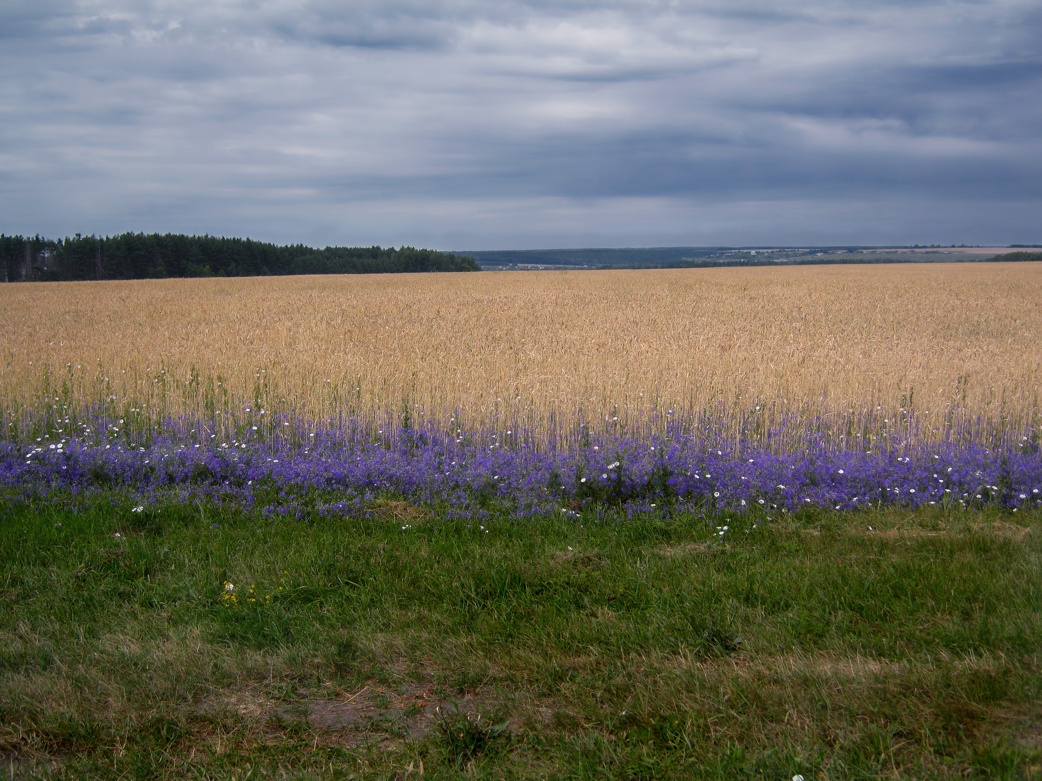 Canon PowerShot A800 sample photo. Field beside the road photography