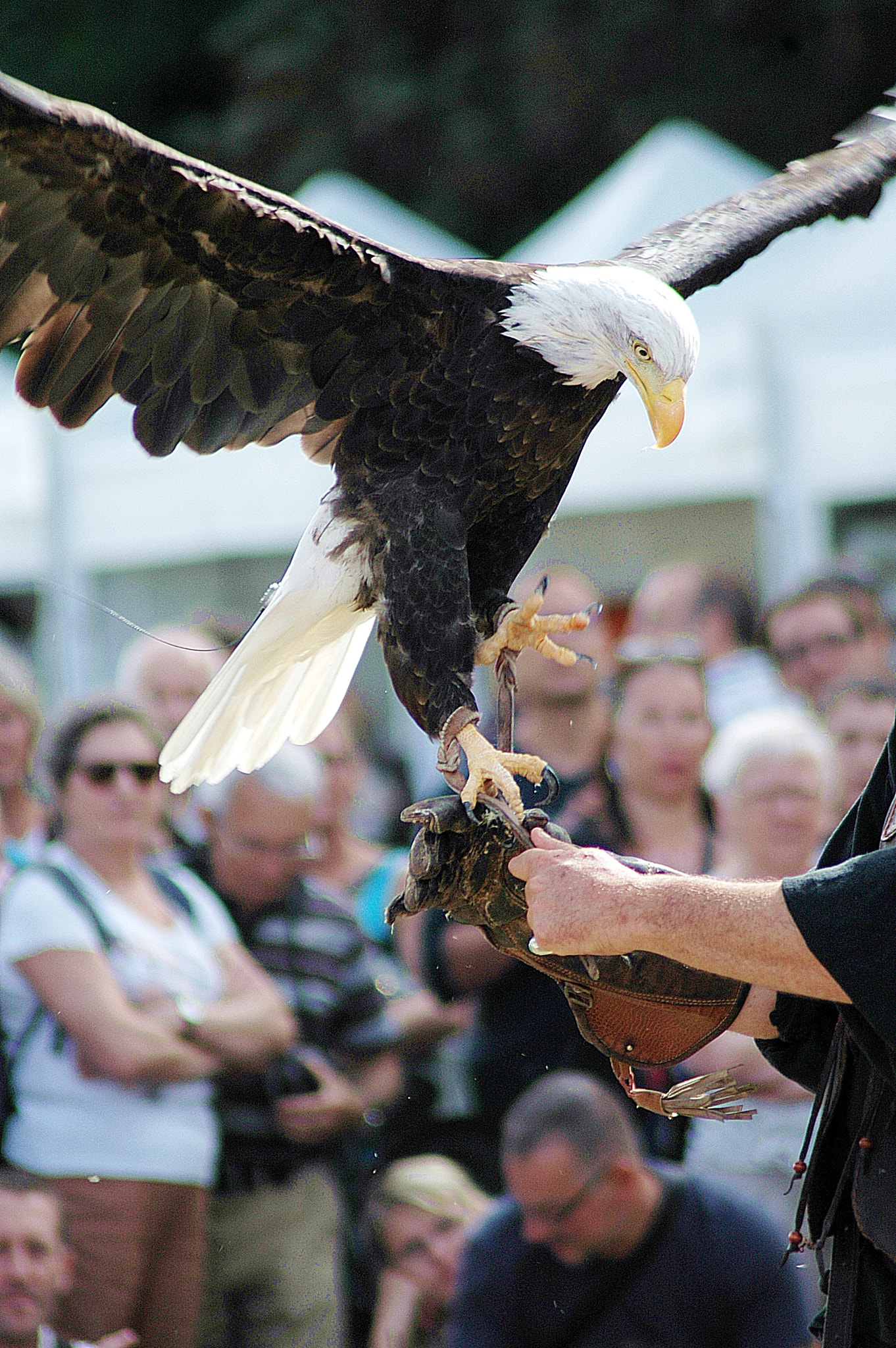 Nikon AF Nikkor 70-300mm F4-5.6G sample photo. Aigle photography