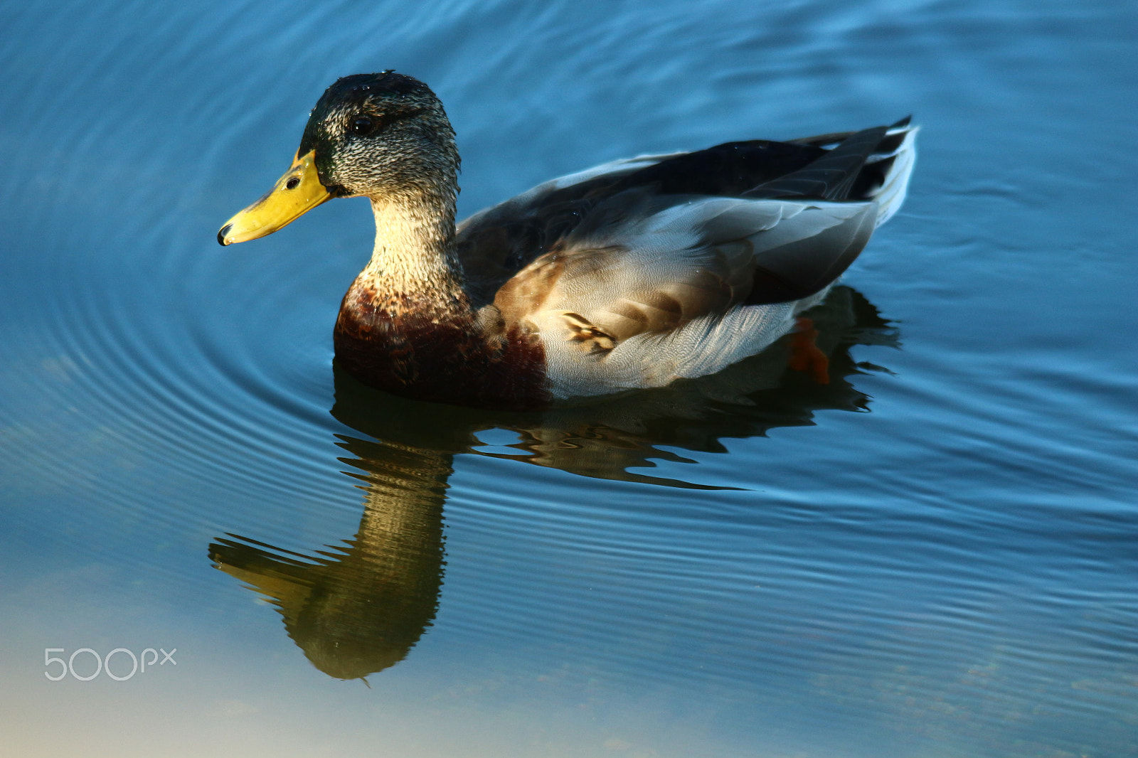 Sigma 150-500mm F5-6.3 DG OS HSM sample photo. Reflection and ripples photography
