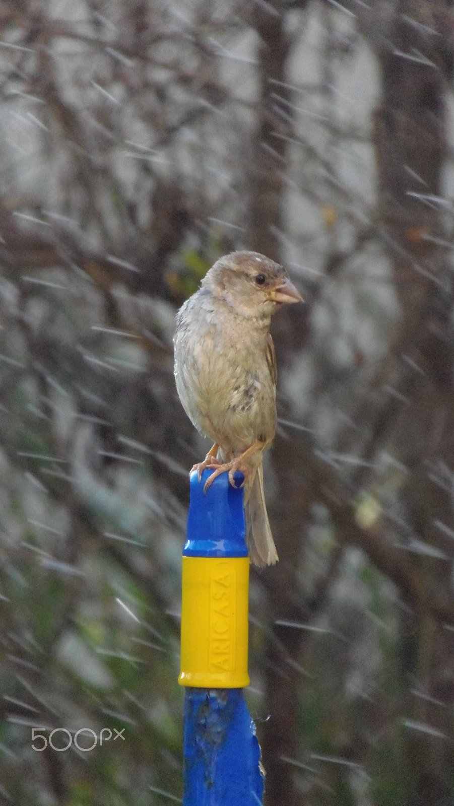 Olympus SP-810UZ sample photo. Sparrow bird photography