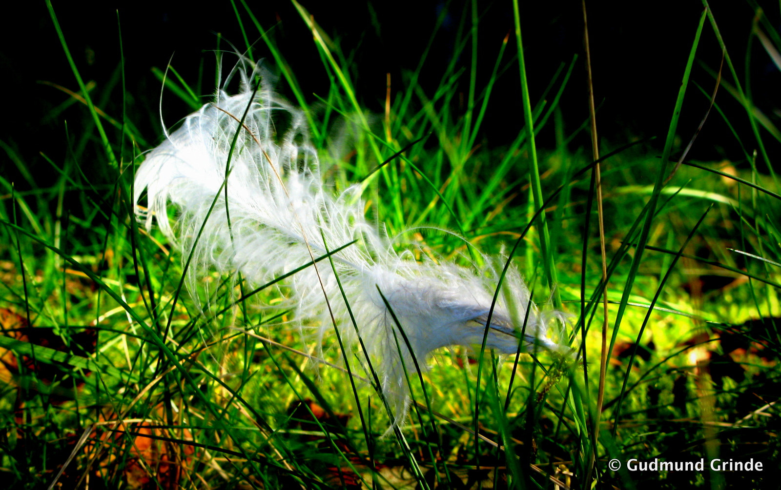 Canon POWERSHOT G7 sample photo. Feather grounded photography