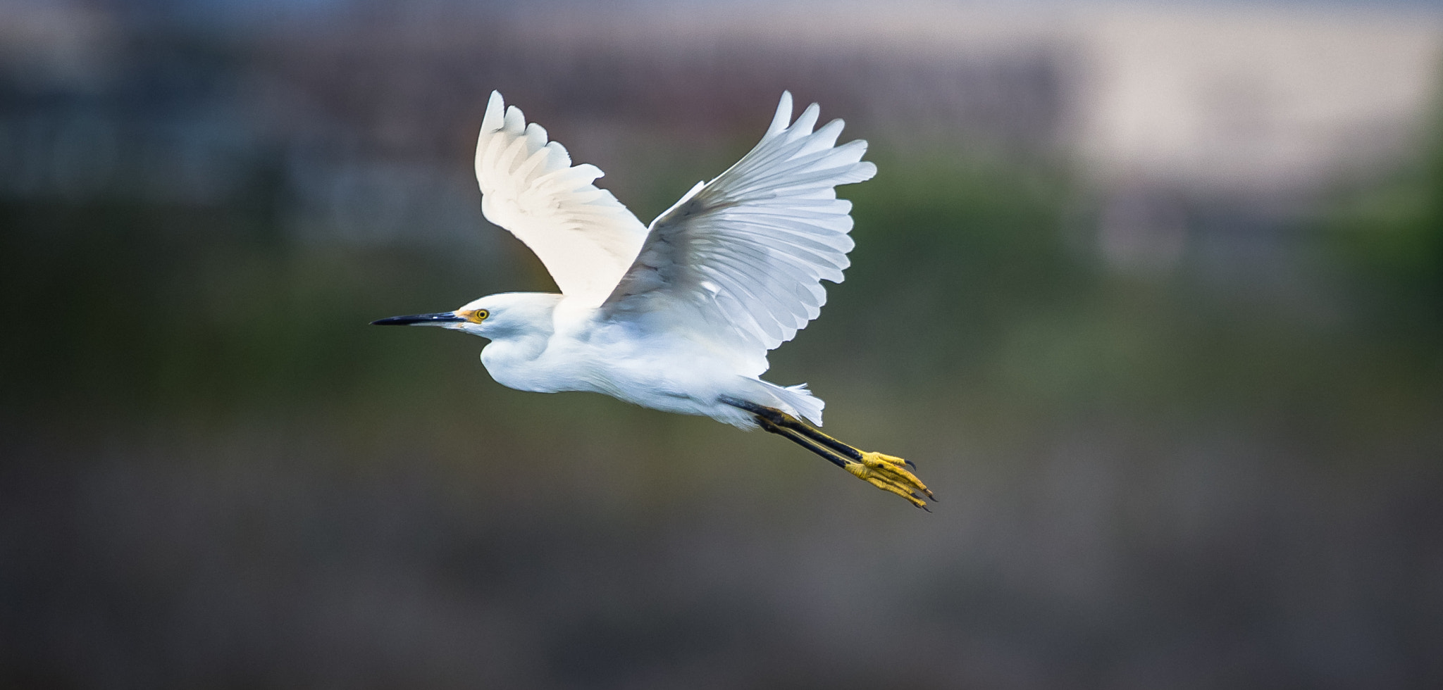 150-600mm F5-6.3 DG OS HSM | Contemporary 015 sample photo. Snowy egret at the shore photography
