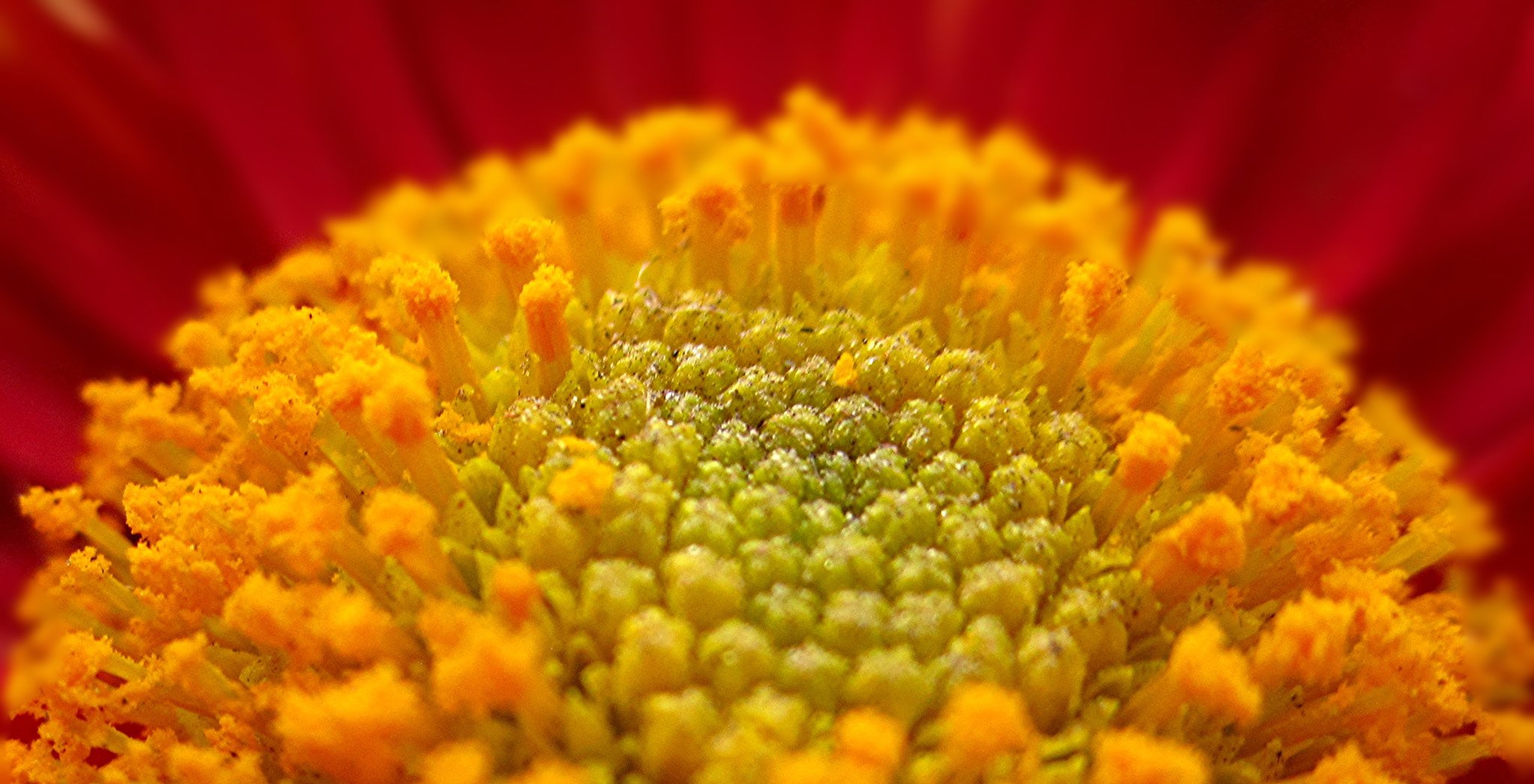 Canon PowerShot SD1400 IS (IXUS 130 / IXY 400F) sample photo. ~red n yellow~ photography