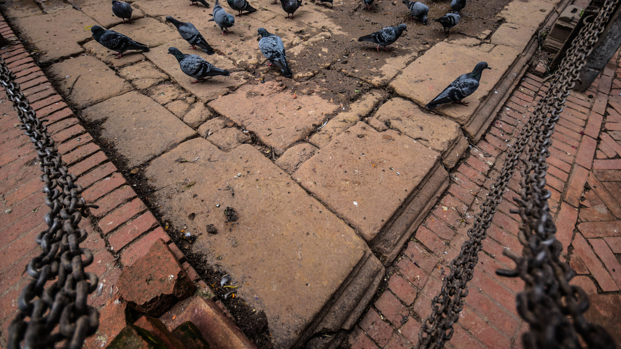Sigma 10-20mm F4-5.6 EX DC HSM sample photo. Pegion  photography