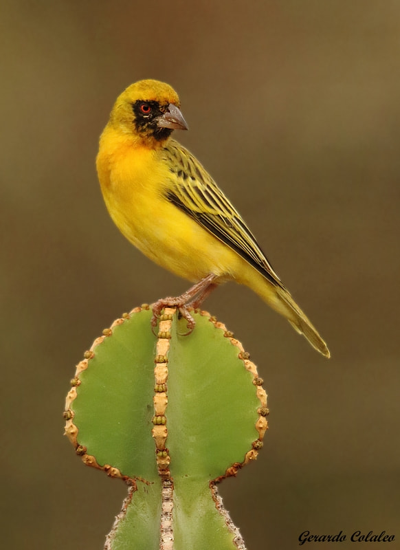 Canon EF 300mm F2.8L IS USM sample photo. Ploceus velatus - south africa photography