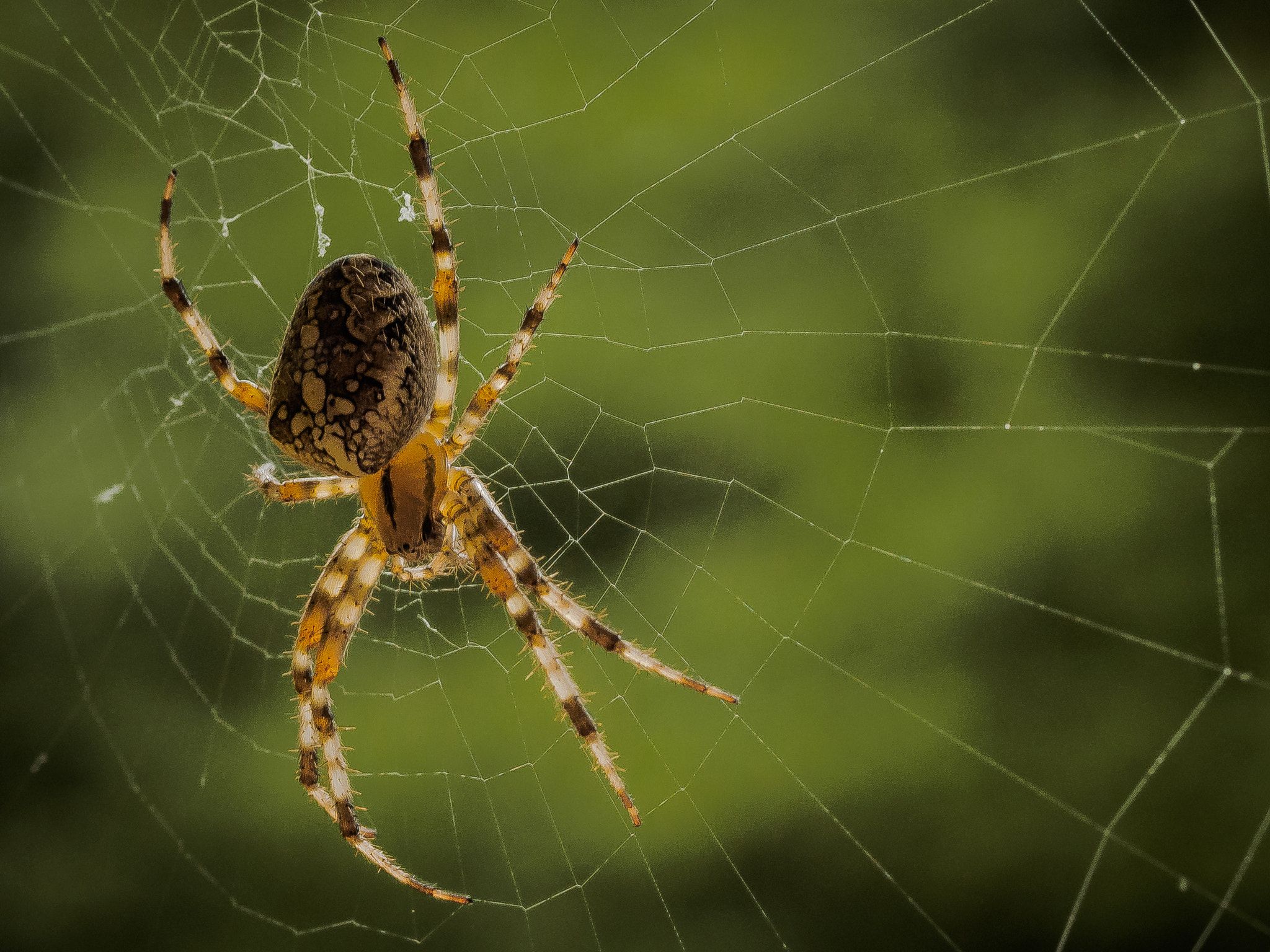 Olympus OM-D E-M1 + OLYMPUS 50mm Lens sample photo. The spider... photography