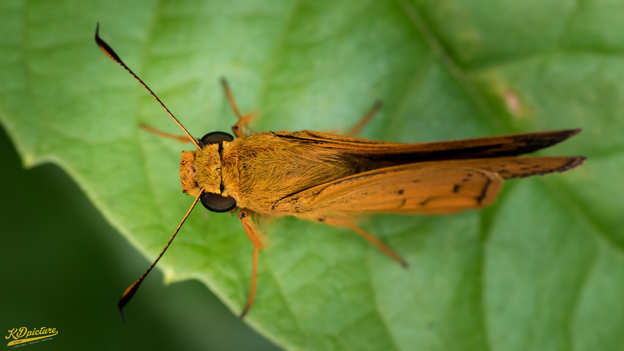 Nikon D750 + AF Nikkor 85mm f/1.8 sample photo. K macro photography