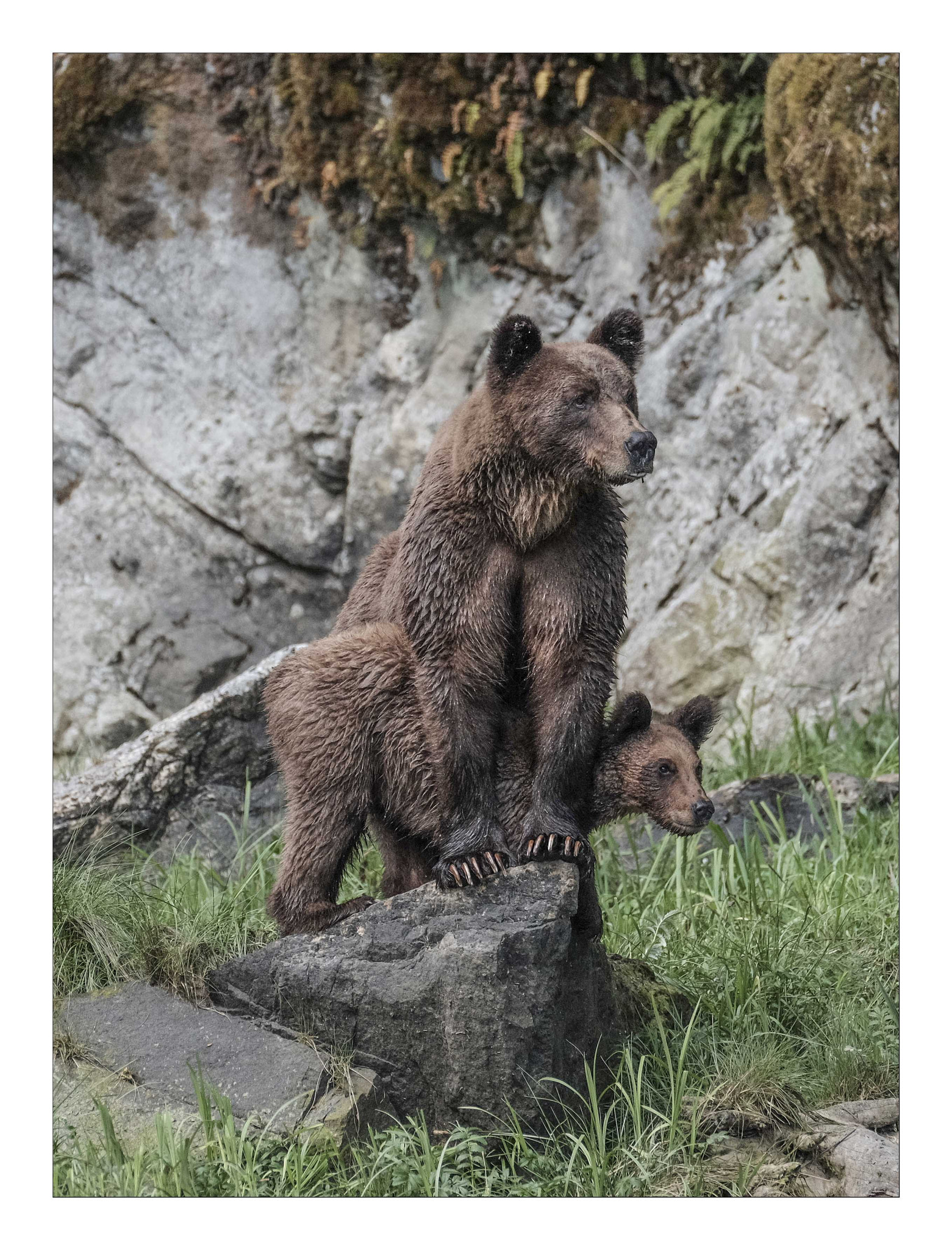 Fujifilm XF 100-400mm F4.5-5.6 R LM OIS WR sample photo. Mother and cub photography