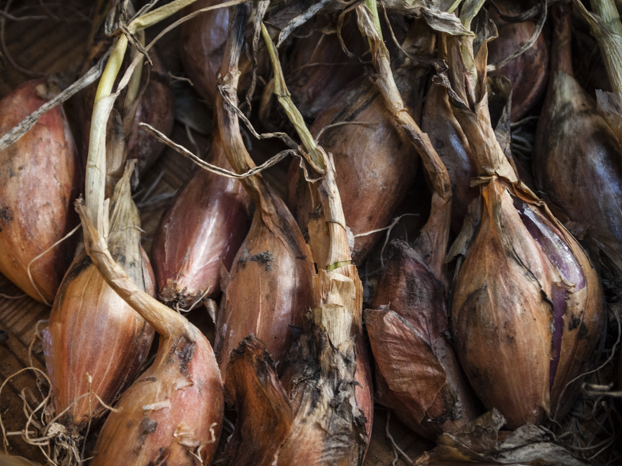 Olympus PEN E-P1 sample photo. Shallots-8053822.jpg photography