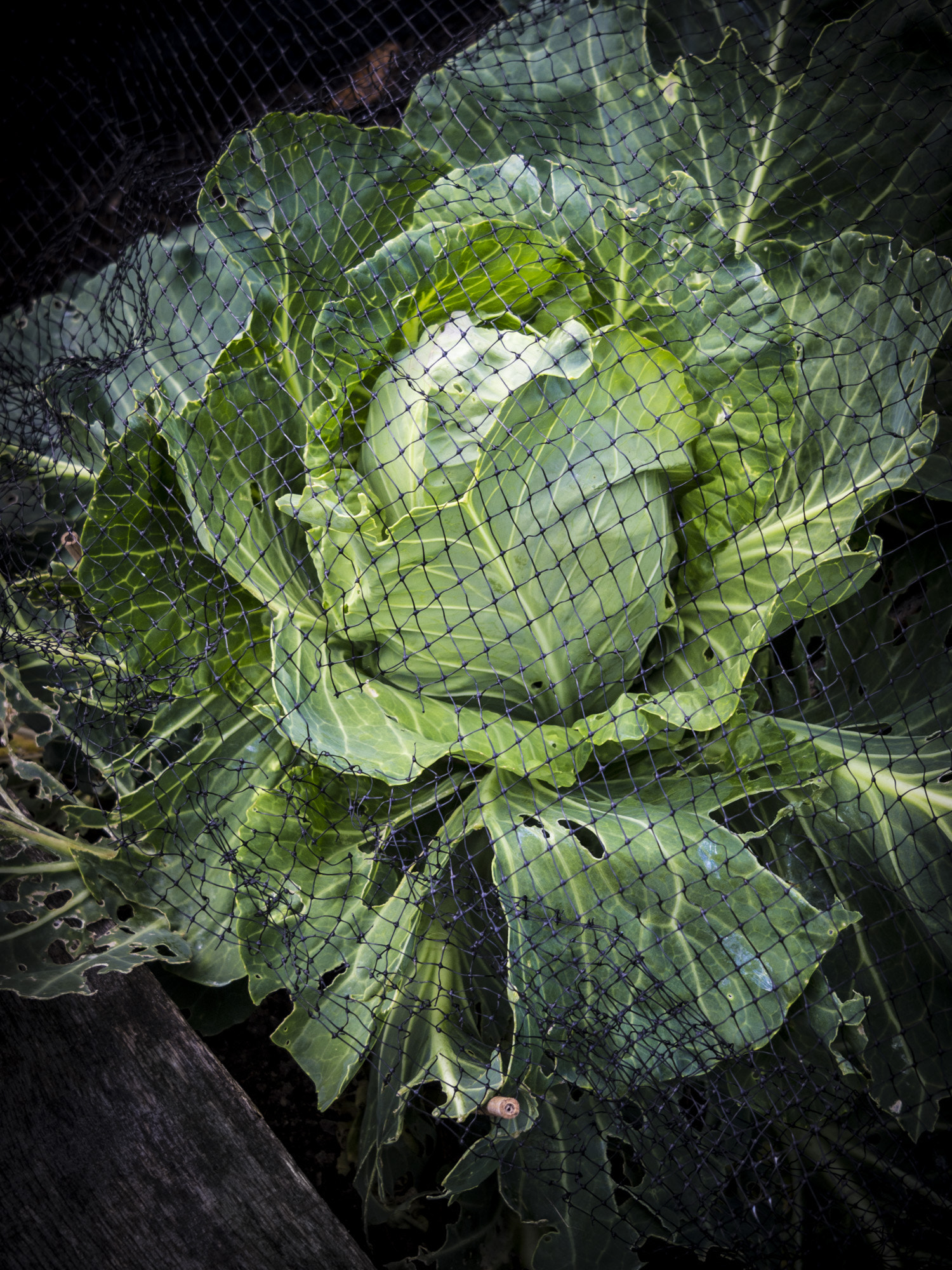 Olympus PEN E-PL3 sample photo. Cabbage-6162510.jpg photography