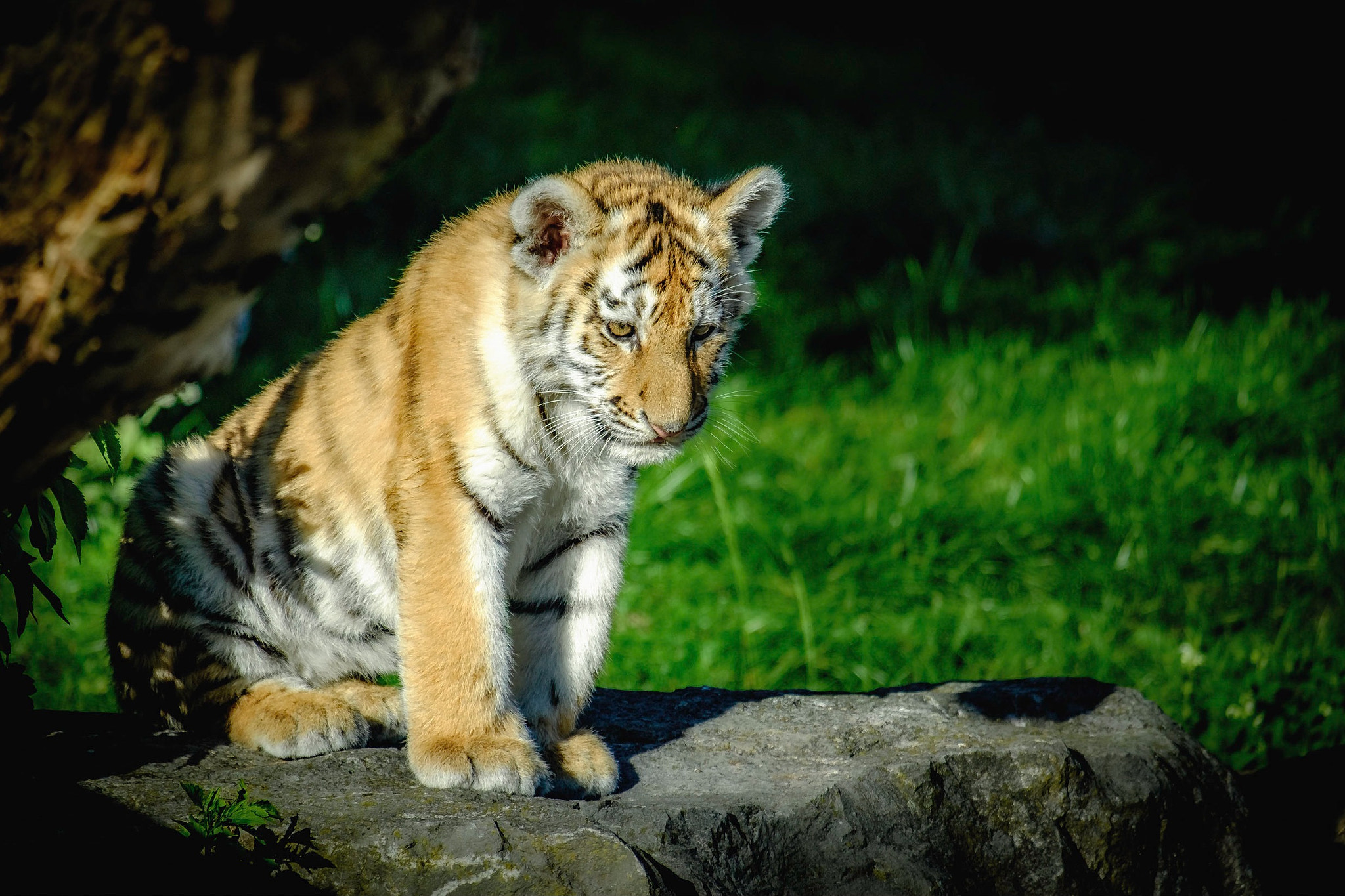 Fujifilm X-E2 + Fujifilm XC 50-230mm F4.5-6.7 OIS sample photo. Tiger cub photography