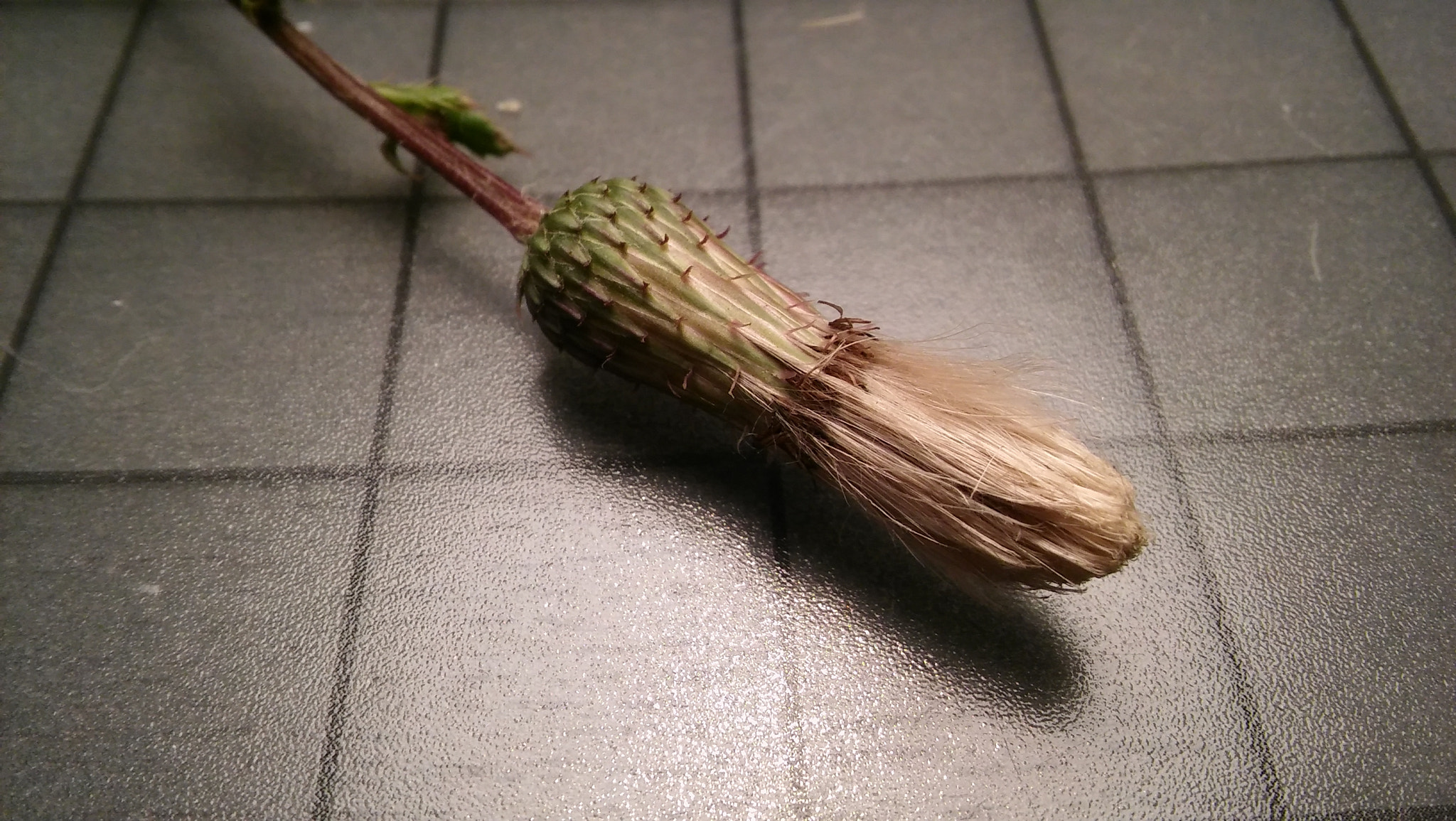 LG SPIRIT 4G LTE sample photo. Object photography