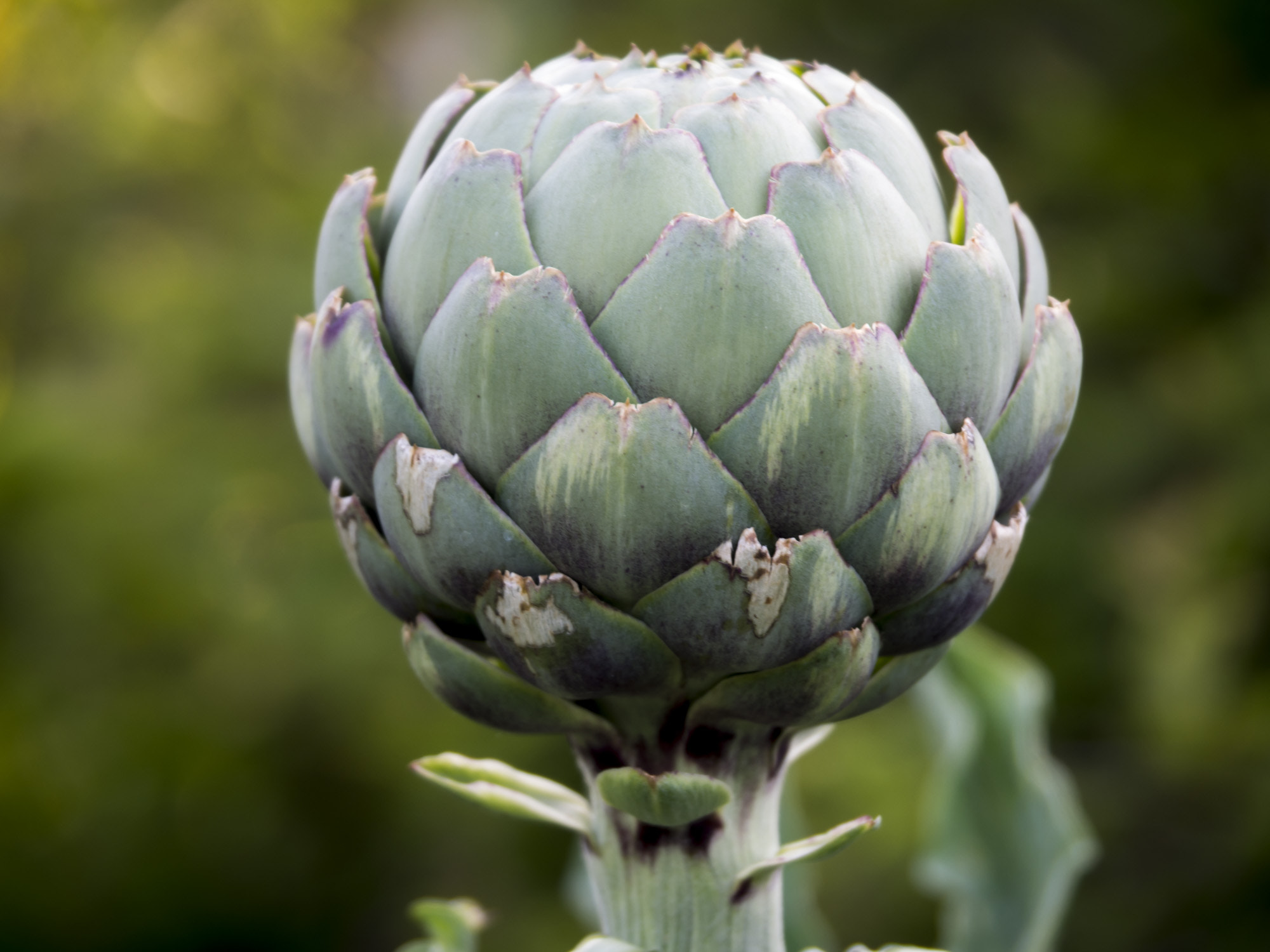Olympus PEN E-PL5 sample photo. Artichokes growing-7100010.jpg photography