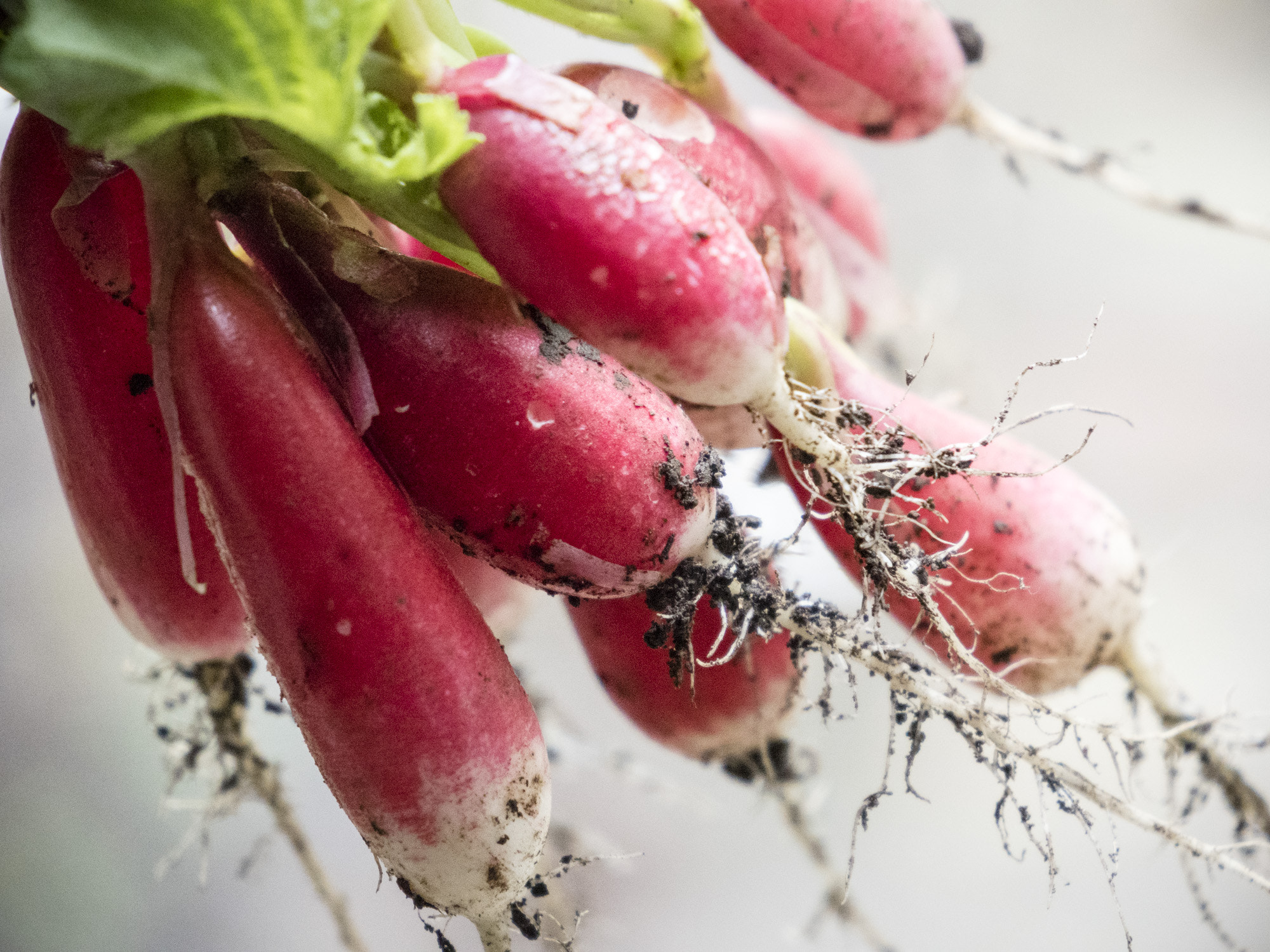 Tamron 14-150mm F3.5-5.8 Di III sample photo. Radishes-5201170.jpg photography