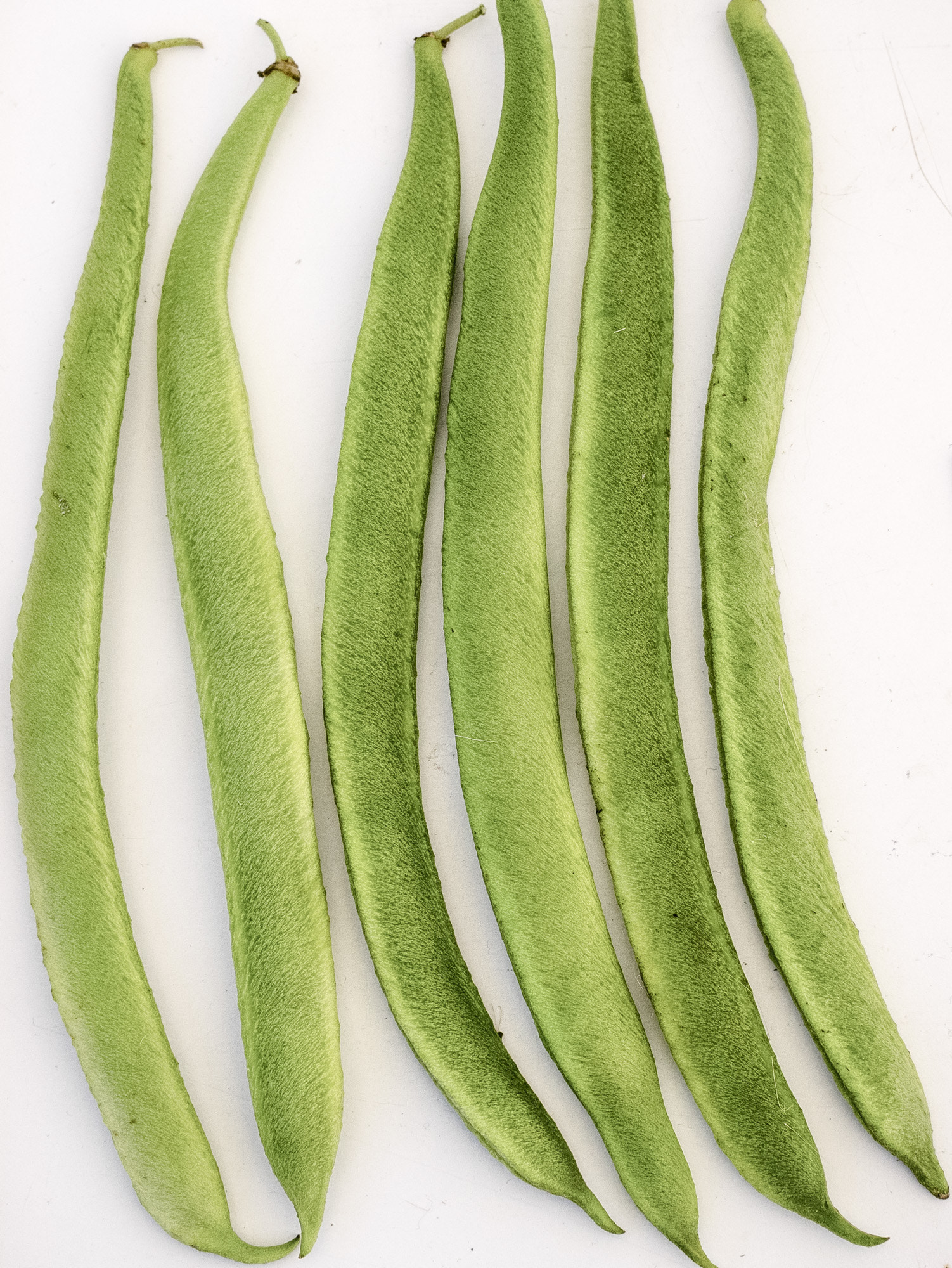 Panasonic Lumix DMC-GM1 + Sigma 30mm F2.8 DN Art sample photo. Runner beans-1000839.jpg photography