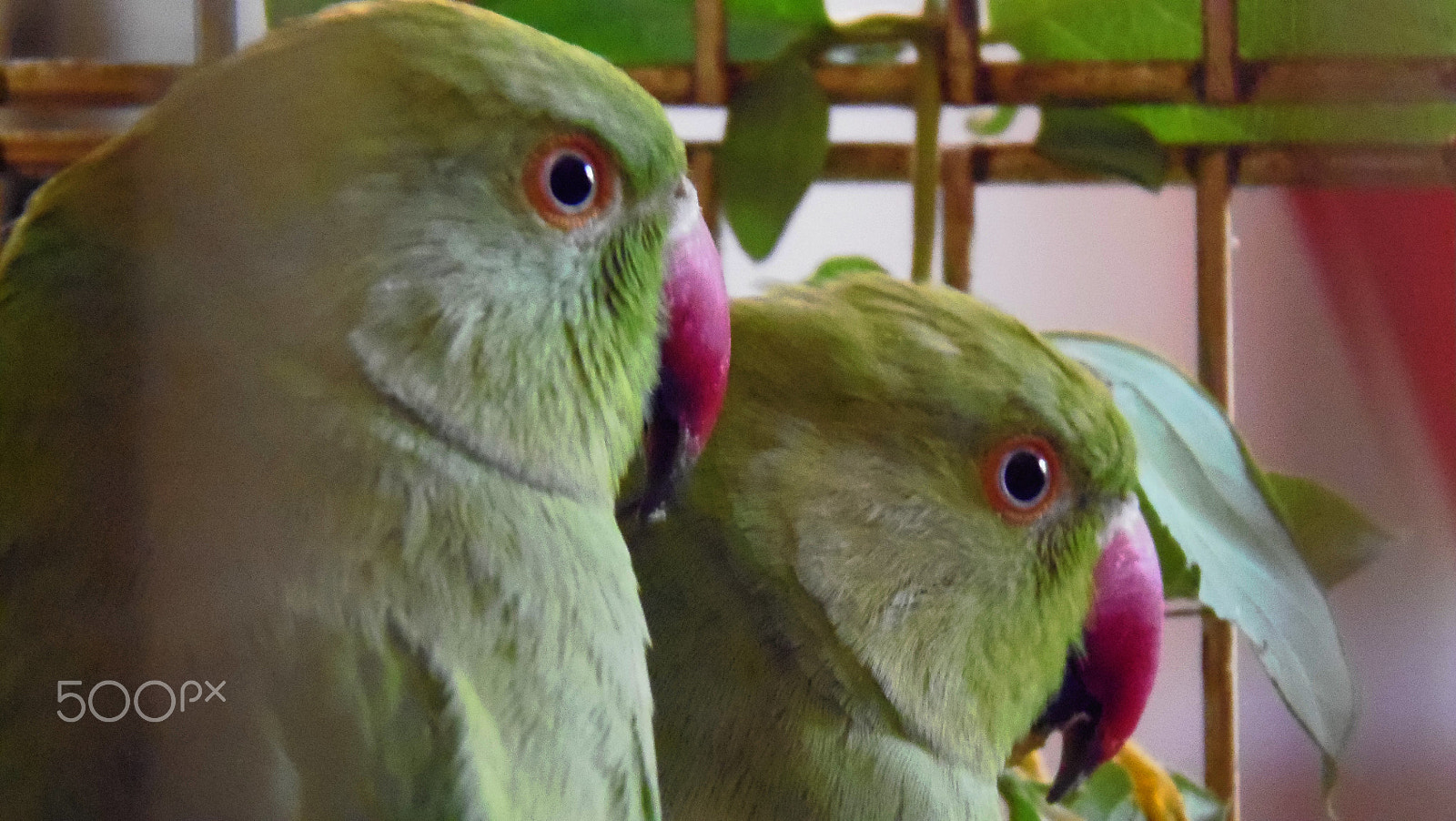 Olympus SP-810UZ sample photo. Indian ring neck parakeet photography