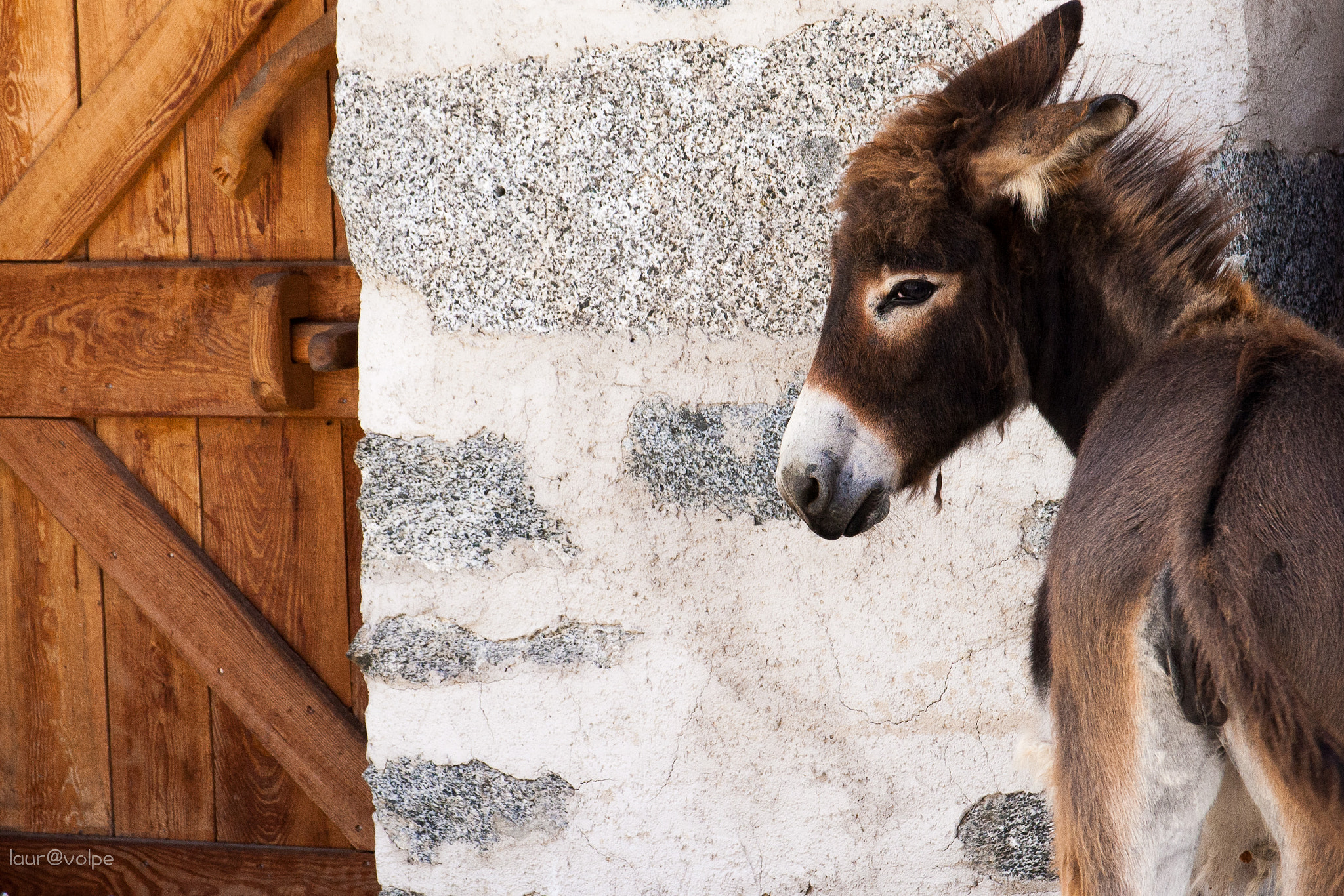 Sigma 17-70mm F2.8-4 DC Macro OS HSM sample photo. Sweet little donkey photography