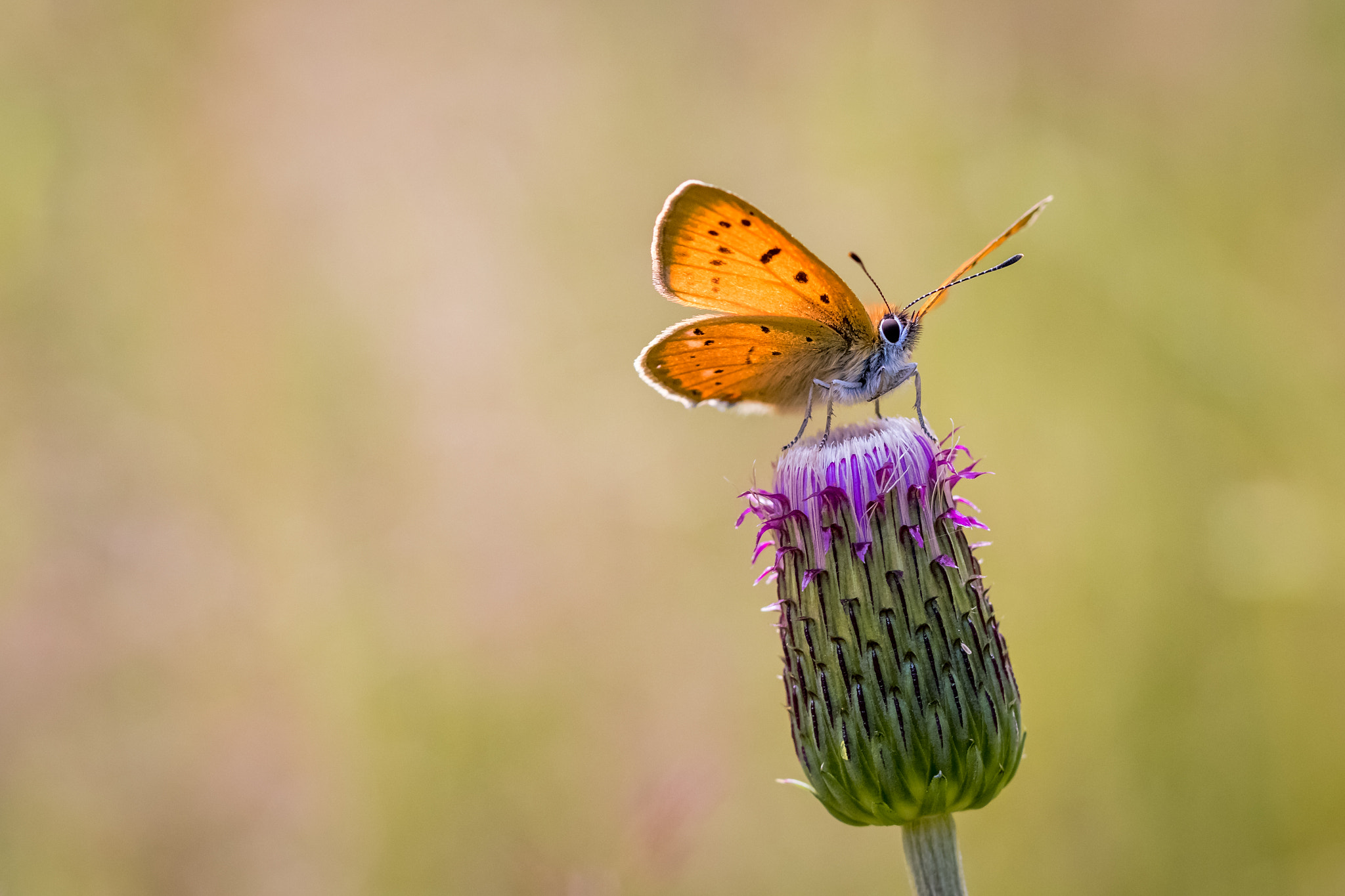 Canon EOS 80D + Canon EF 100mm F2.8L Macro IS USM sample photo. Butterfly on a cirsium bud photography