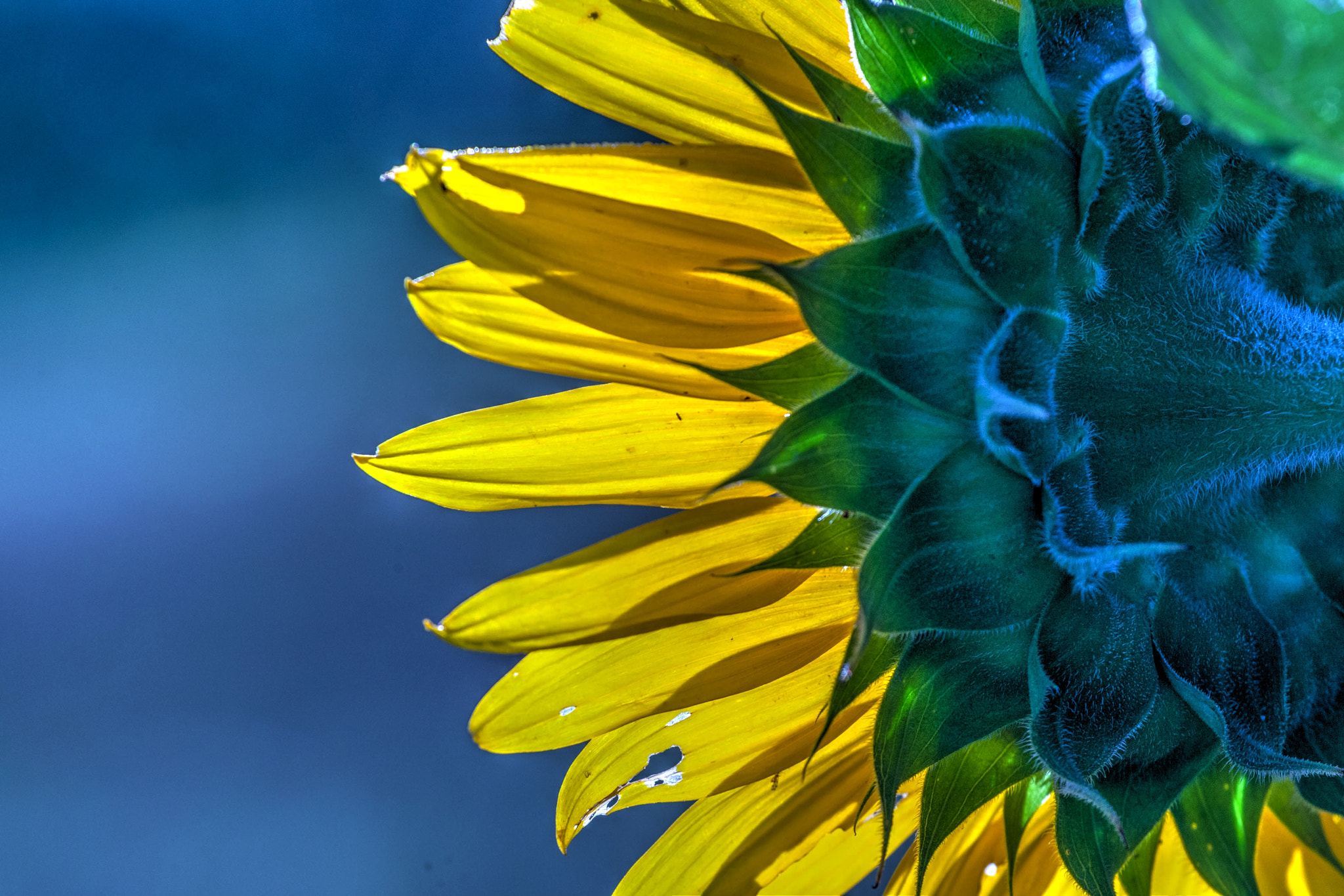 Canon EOS-1D Mark III sample photo. Sunflower photography
