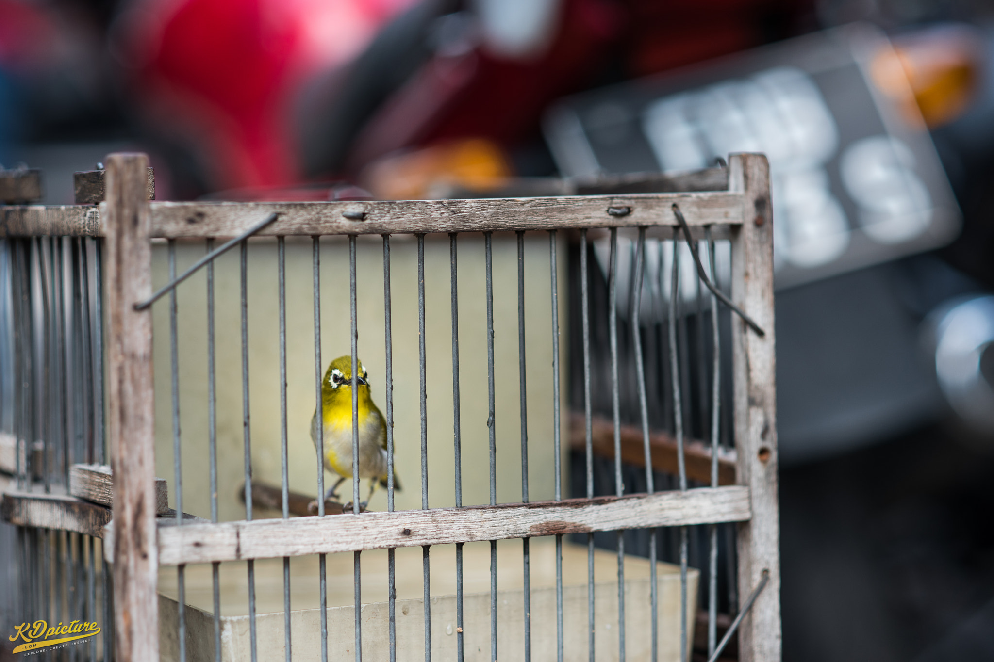 Nikon D750 + AF Nikkor 85mm f/1.8 sample photo. K bird photography