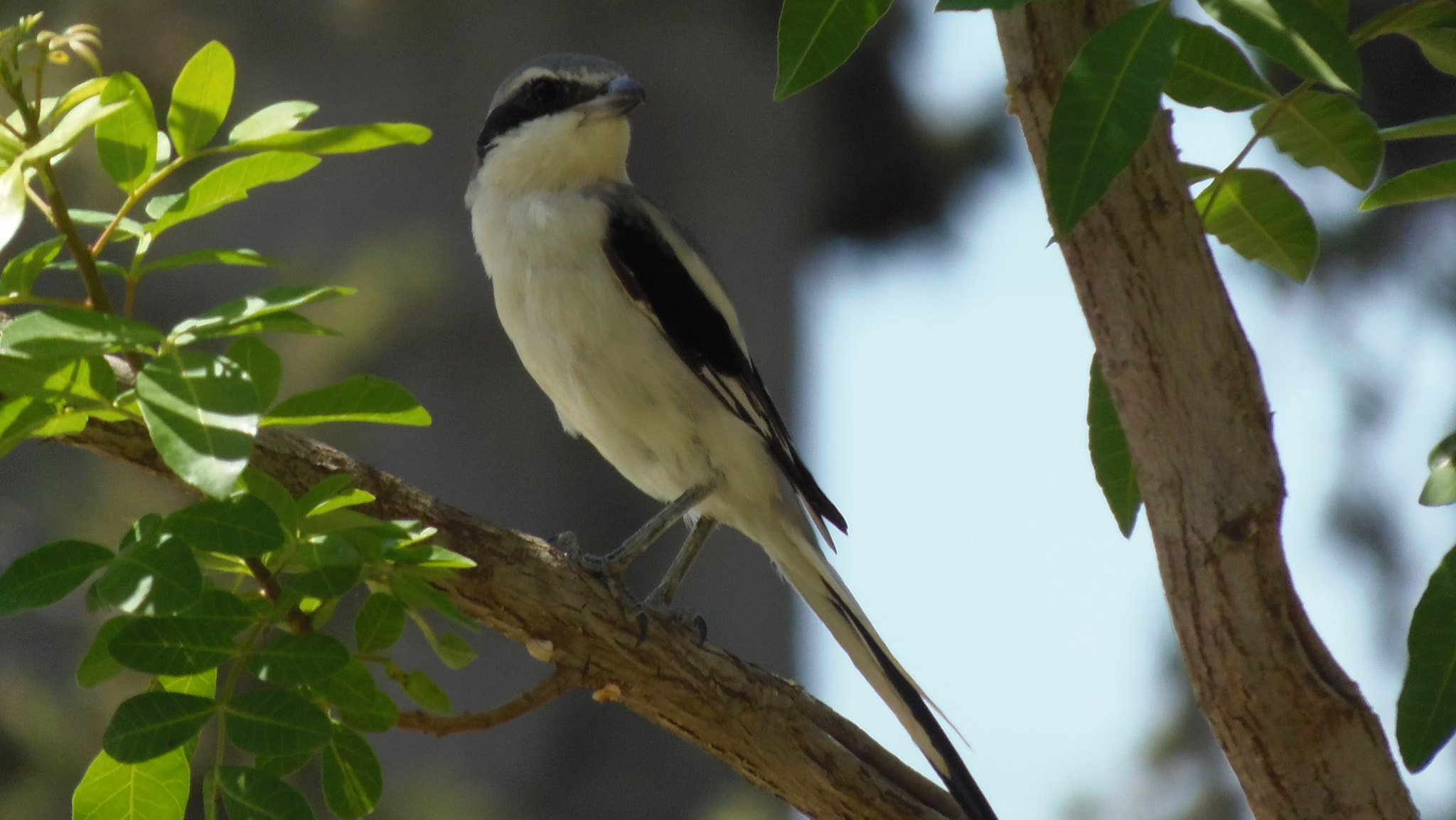 Olympus SP-810UZ sample photo. Shrike bird photography