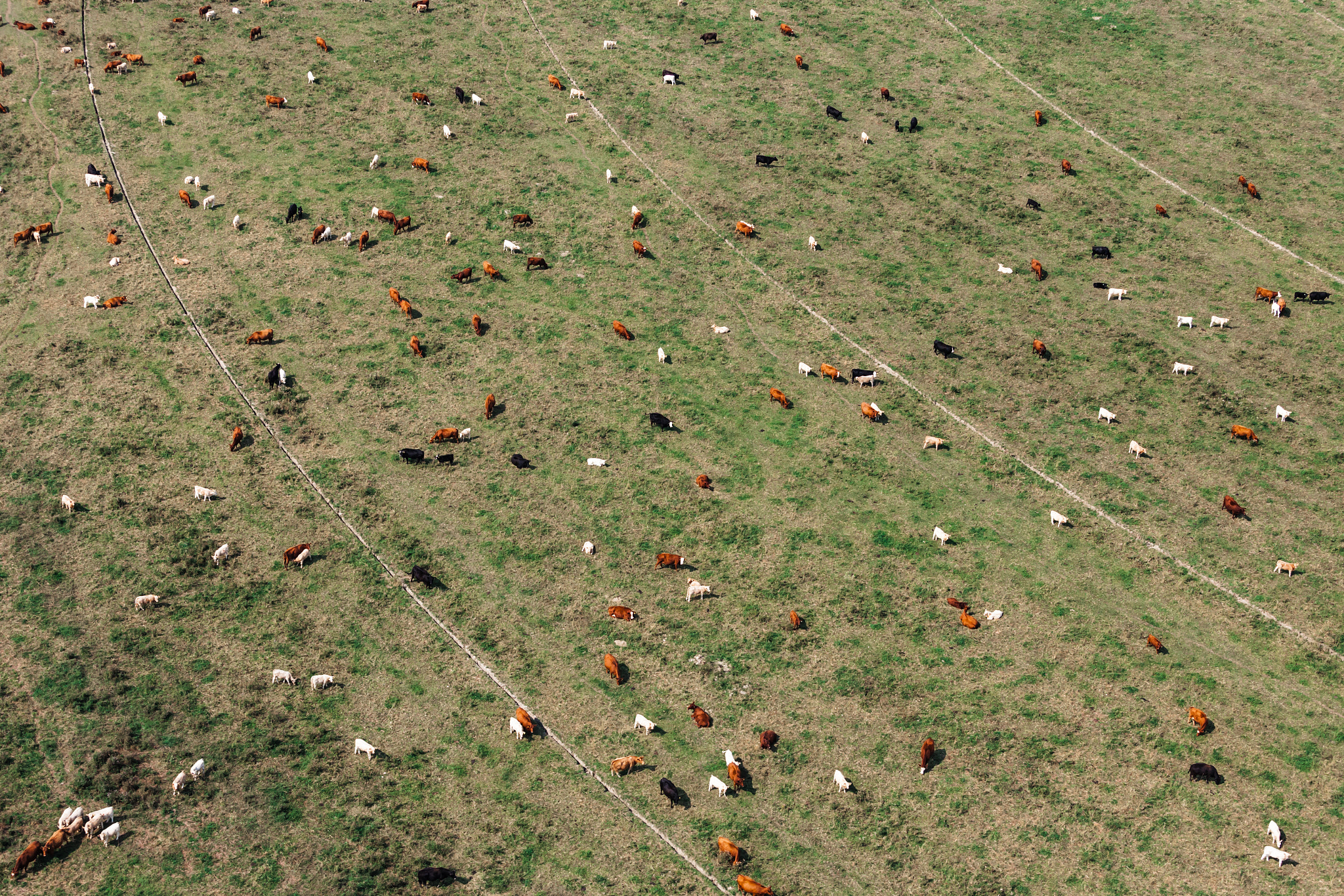 Canon EF 28-300mm F3.5-5.6L IS USM sample photo. Sunbathing cows photography