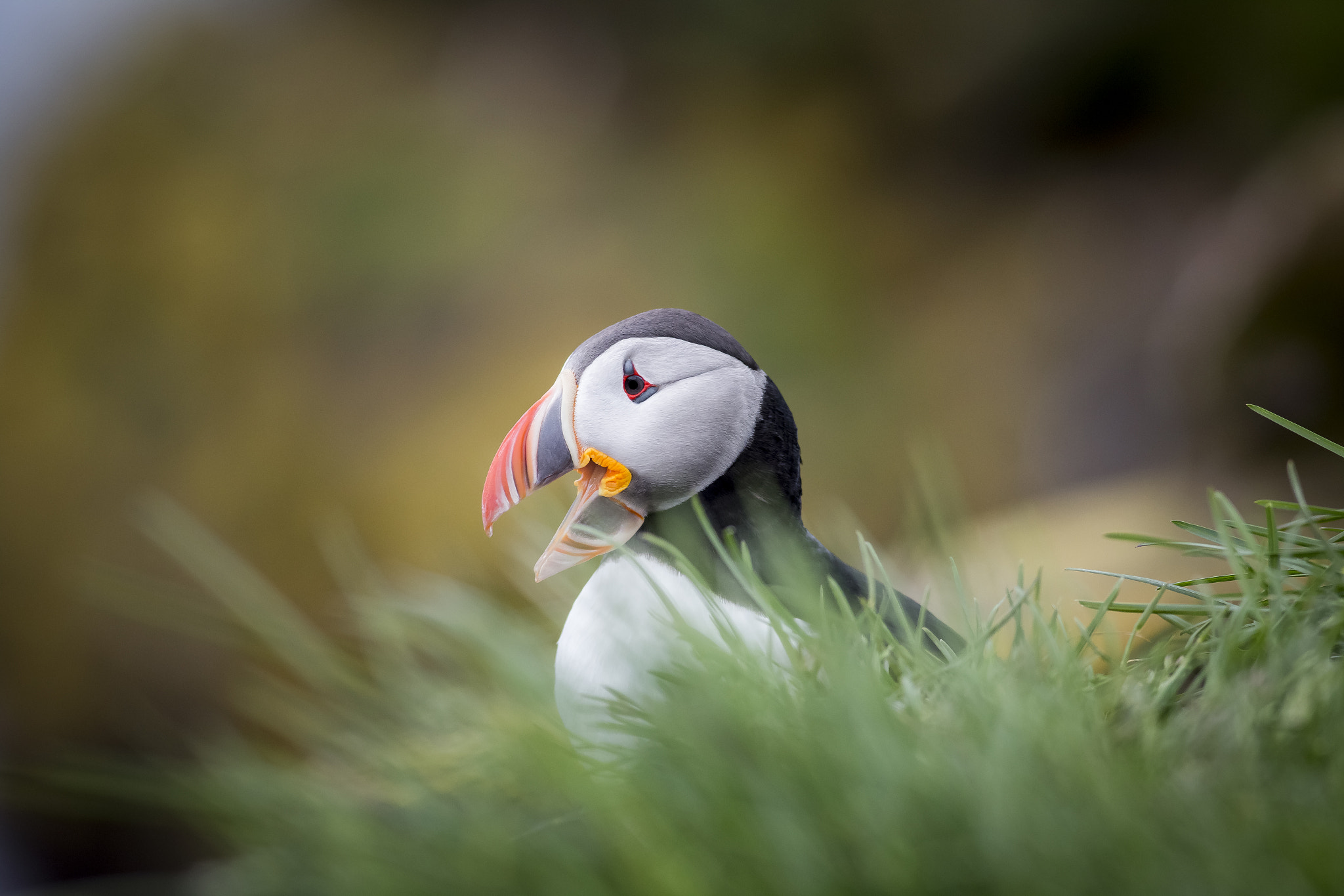 Canon EOS 6D + Canon EF 400mm F5.6L USM sample photo. Atlantic puffin photography