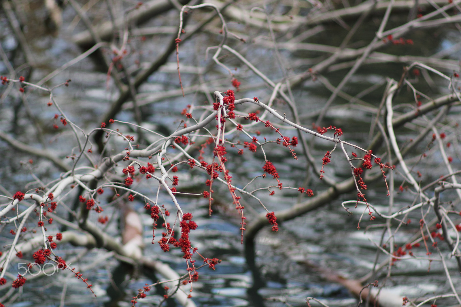 Canon EF 135mm F2.8 SF sample photo. Springing to life photography