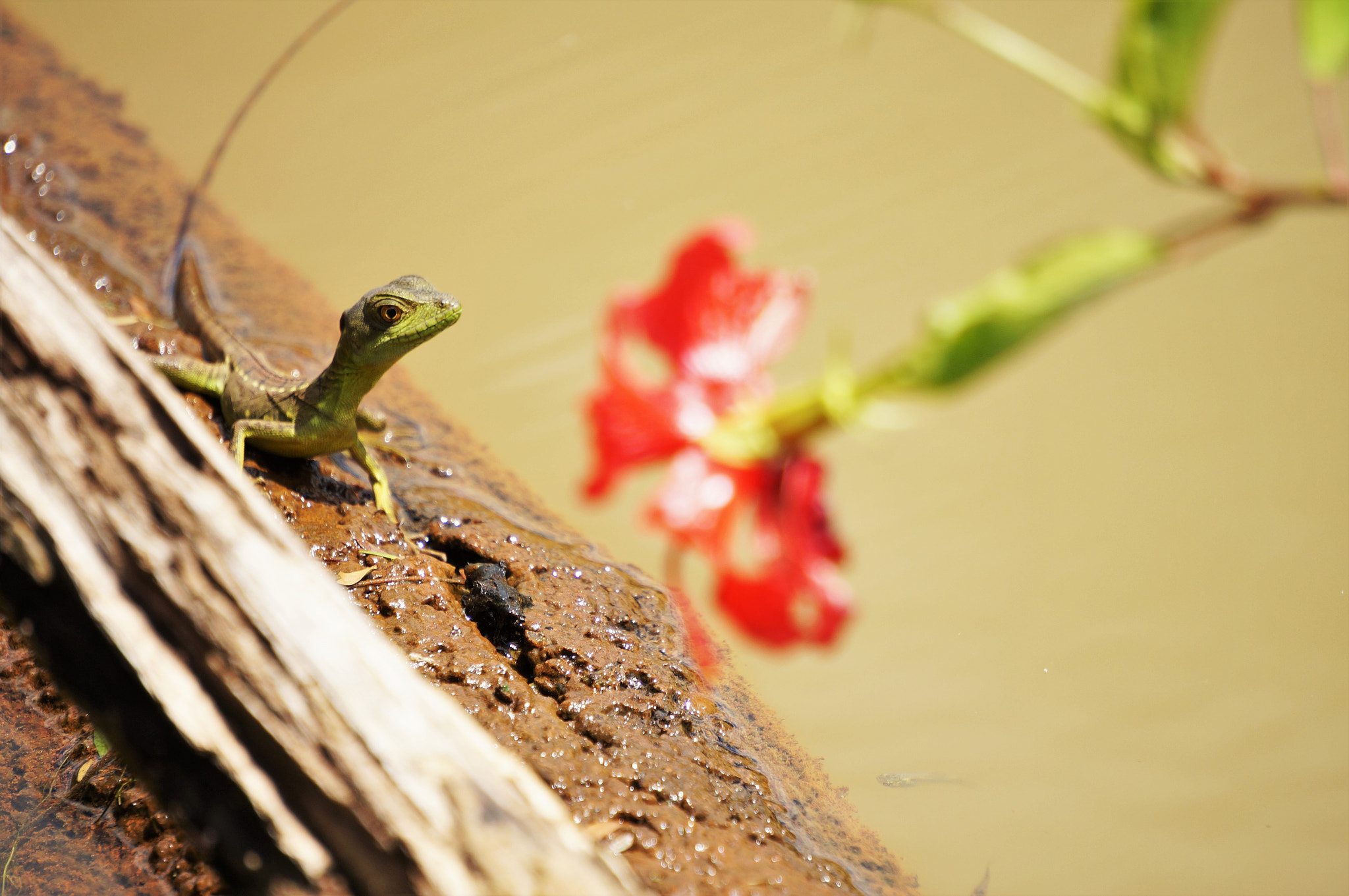 Sony Alpha NEX-3N sample photo. Nature photography