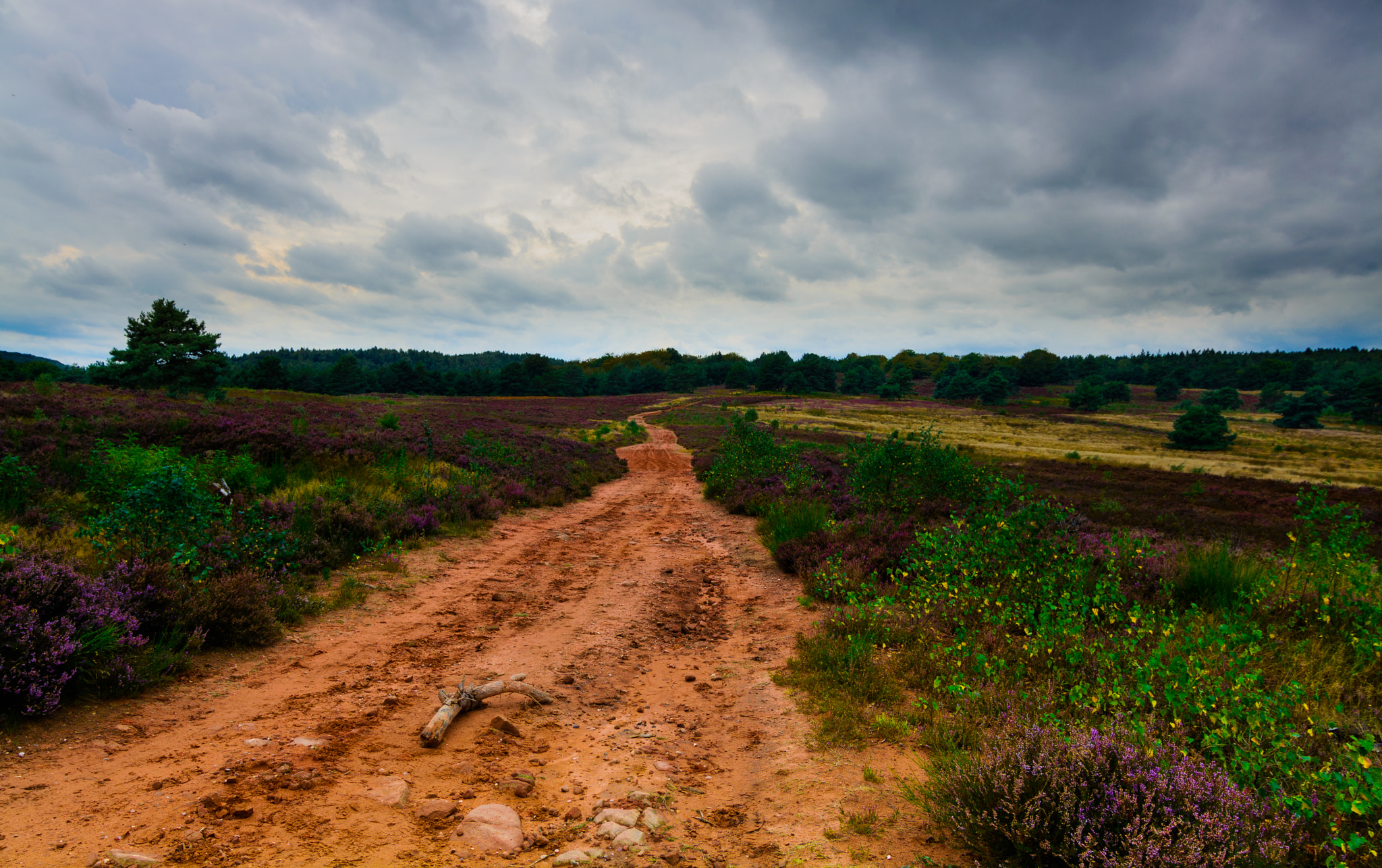 Nikon D5200 + Tokina AT-X Pro 11-16mm F2.8 DX sample photo. Mehlinger heide - the lonely path photography