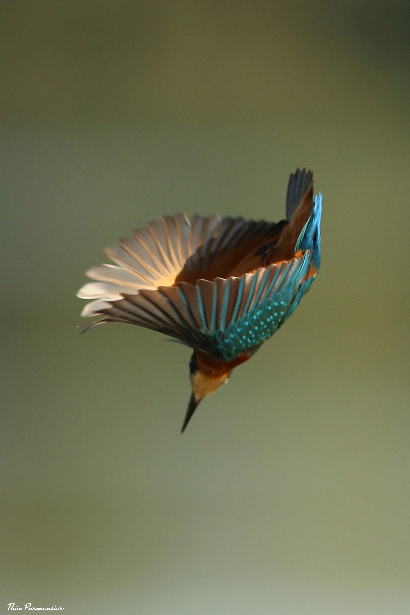 Canon EF 300mm F2.8L IS USM sample photo. Kingfisher photography
