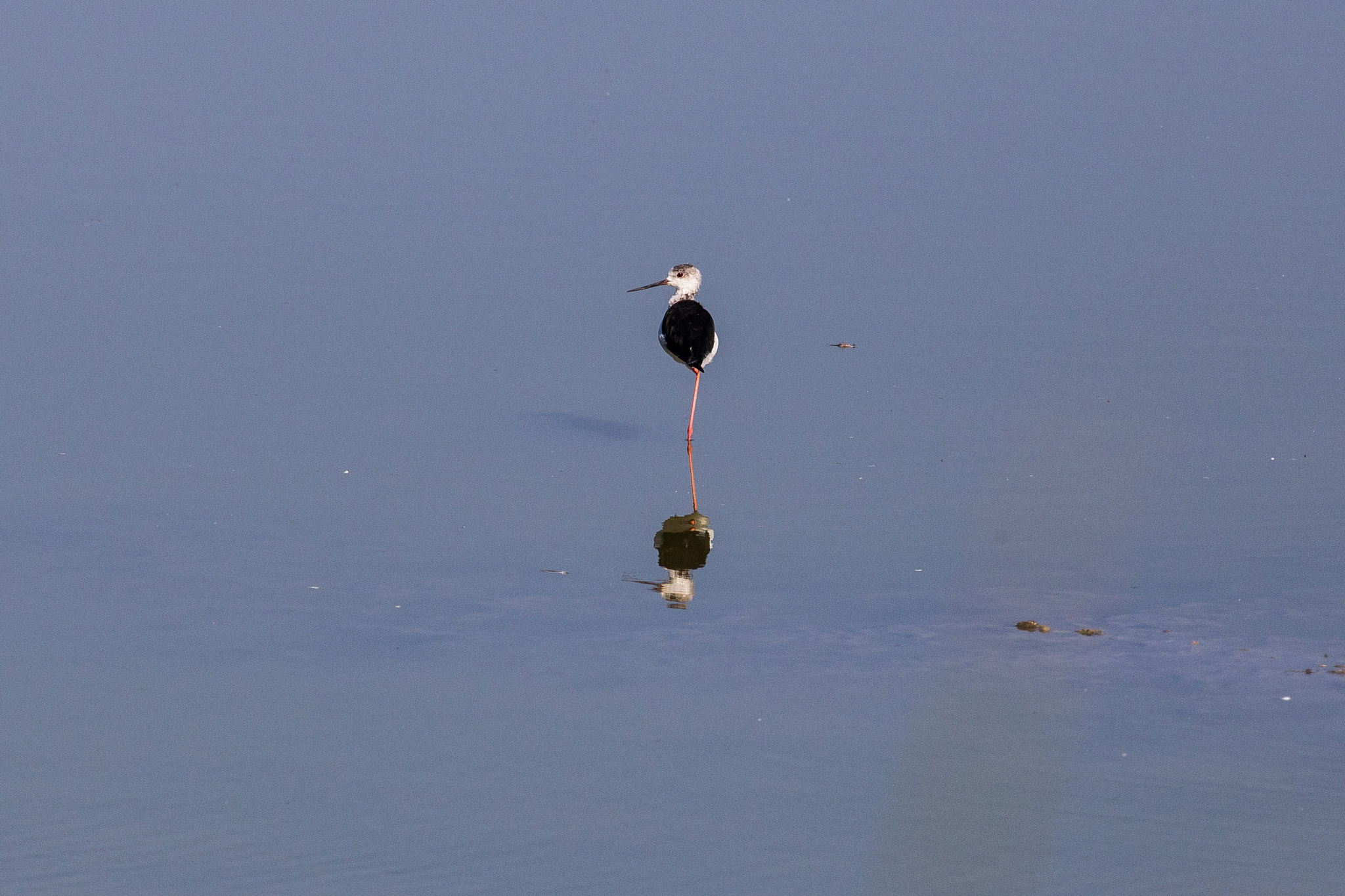 Canon EOS 6D + Canon EF 400mm F5.6L USM sample photo. Balance photography