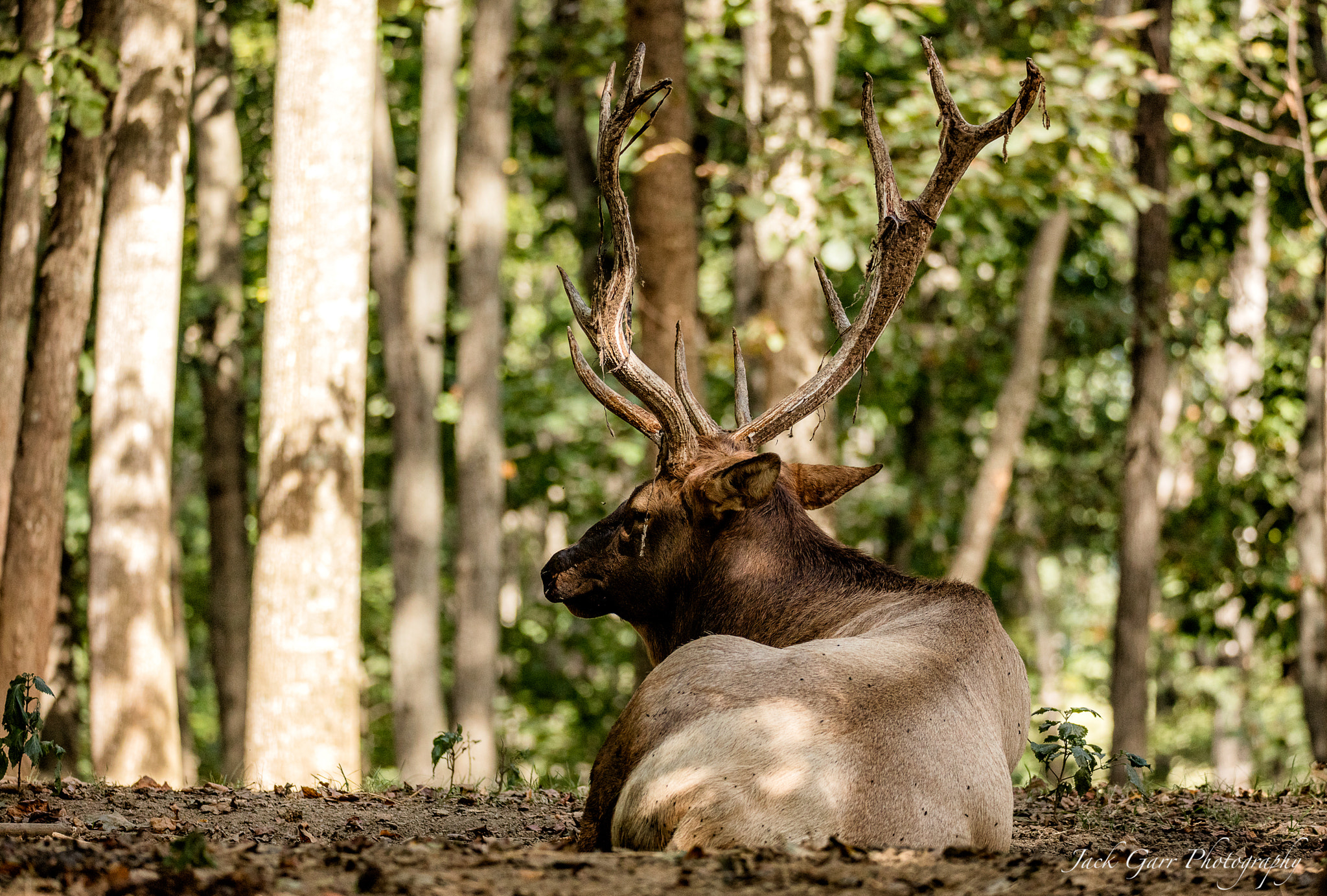 150-600mm F5-6.3 DG OS HSM | Sports 014 sample photo. Bull elk photography