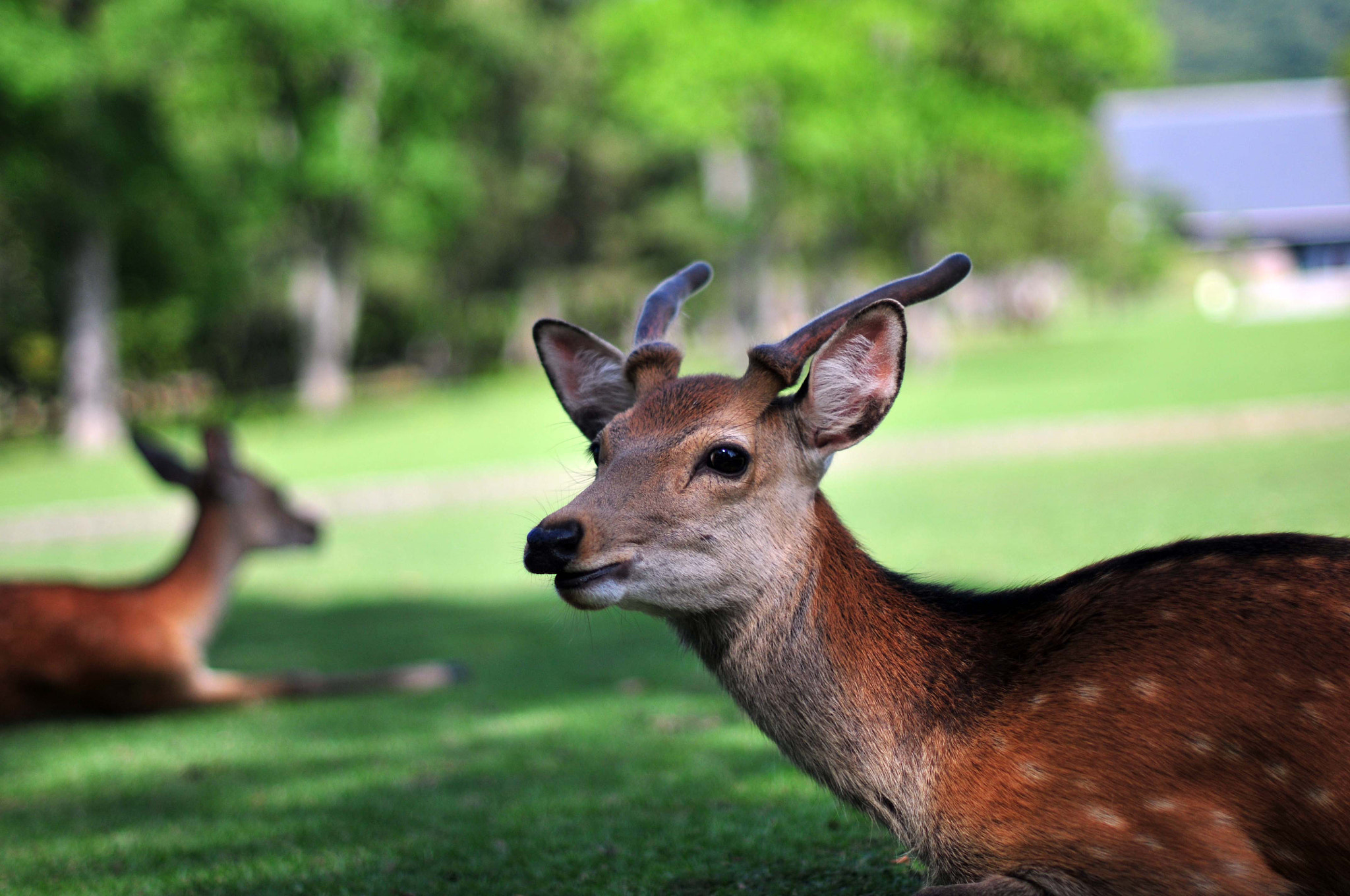 Nikon D300 + Nikon AF-S Nikkor 50mm F1.4G sample photo. A deer of nara park #3 photography