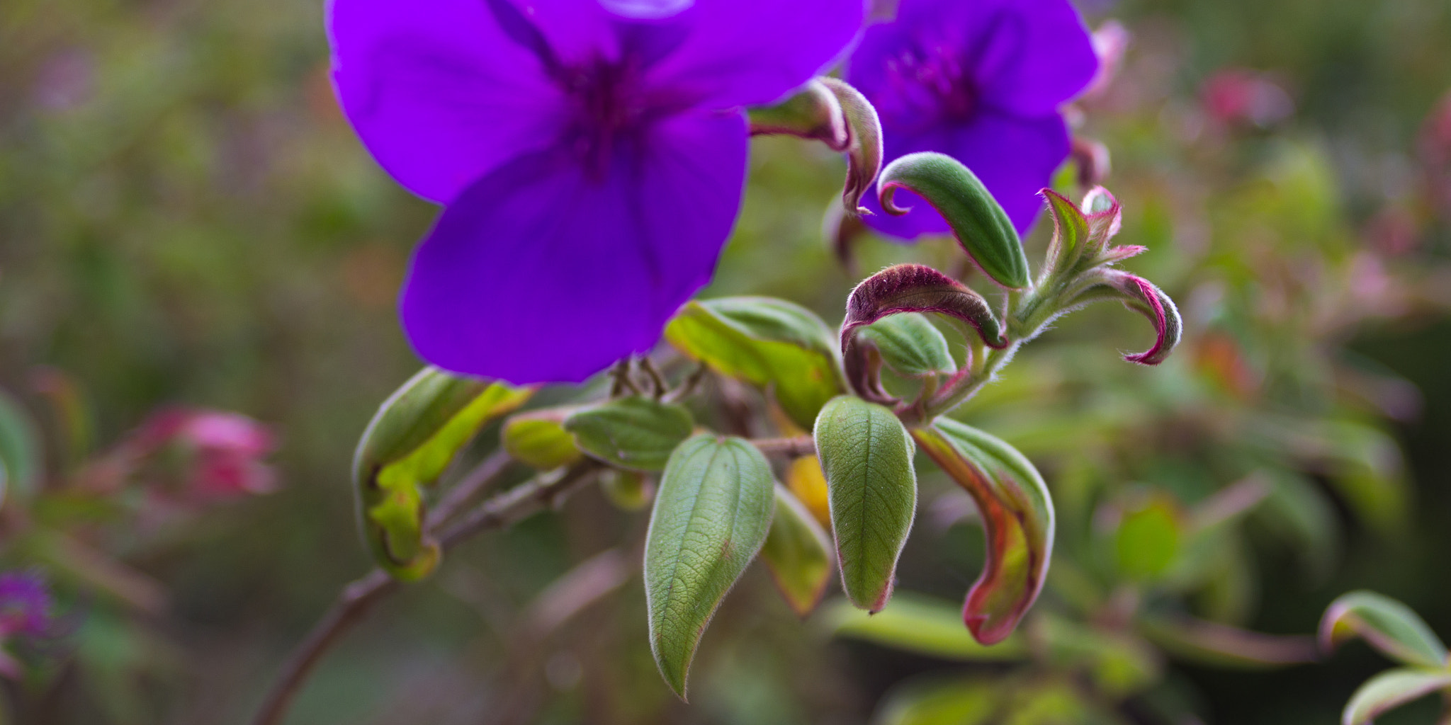 EF28-70mm f/2.8L USM sample photo. Purple flower photography