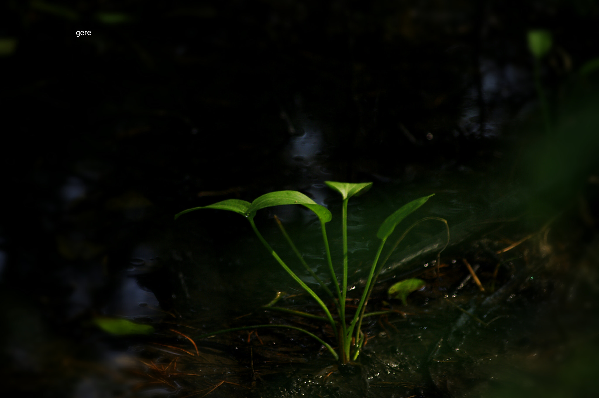 Pentax K-x sample photo. Green photography
