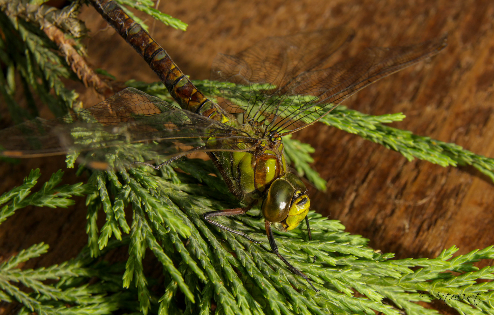 Sigma 17-70mm F2.8-4 DC Macro OS HSM sample photo. Green and brown dragonfly photography