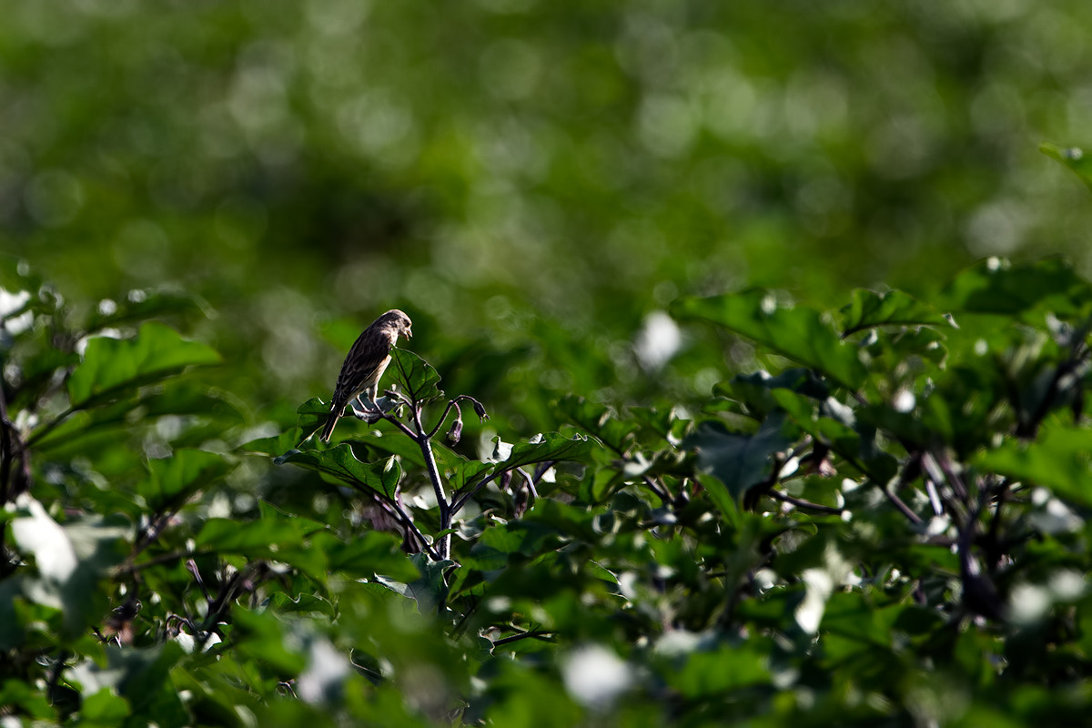 Canon EF 300mm F2.8L IS II USM sample photo. All for you! photography