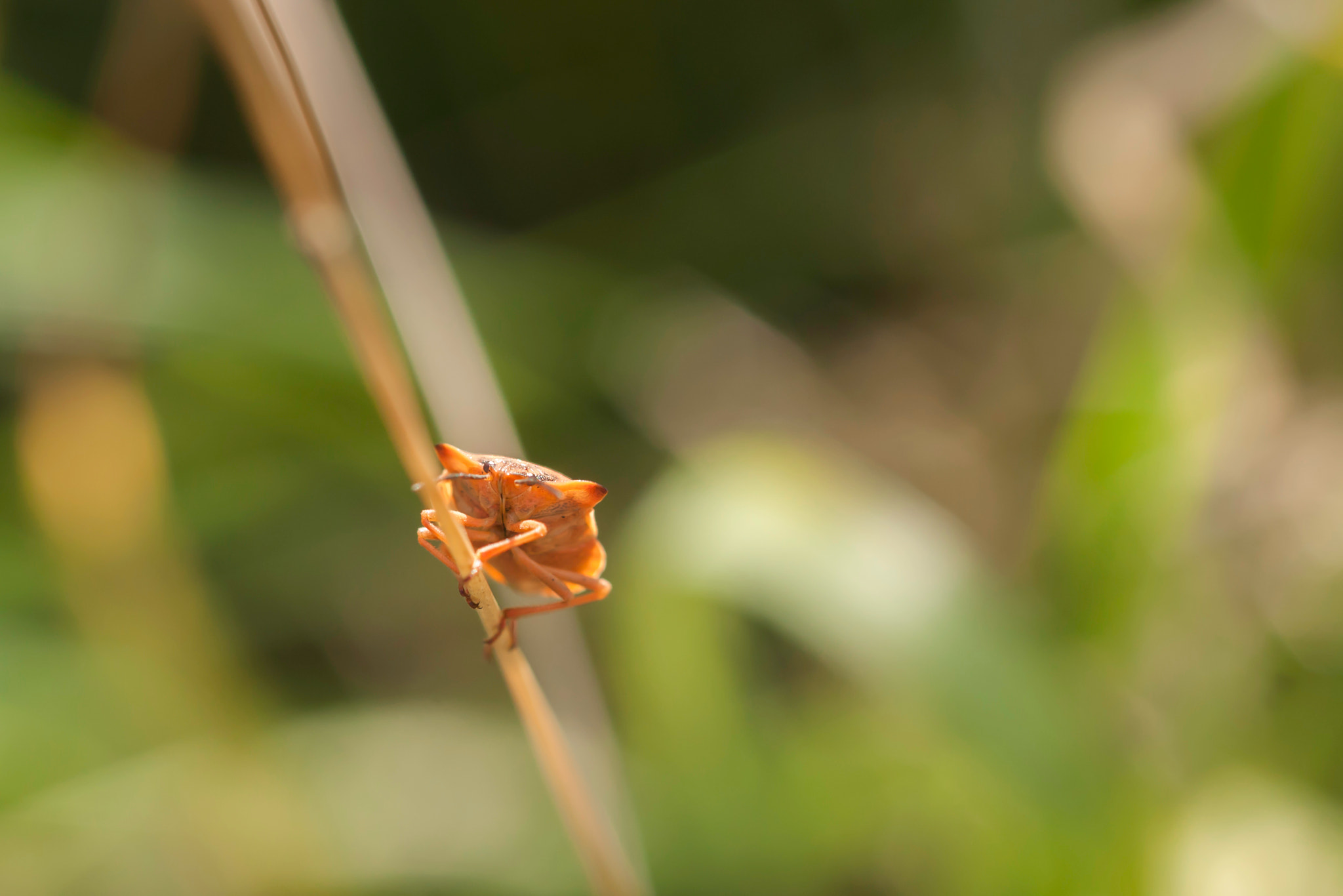 Sony Alpha DSLR-A700 + MACRO 50mm F2.8 sample photo. Pentatomidae photography