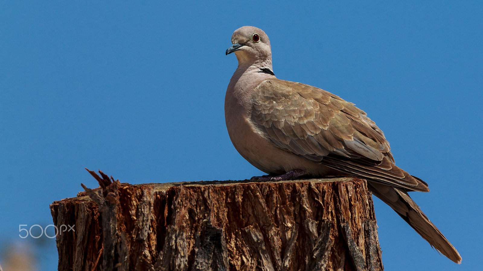 Sigma 150-600mm F5-6.3 DG OS HSM | C sample photo. "coo-coo-coo" decaocto photography