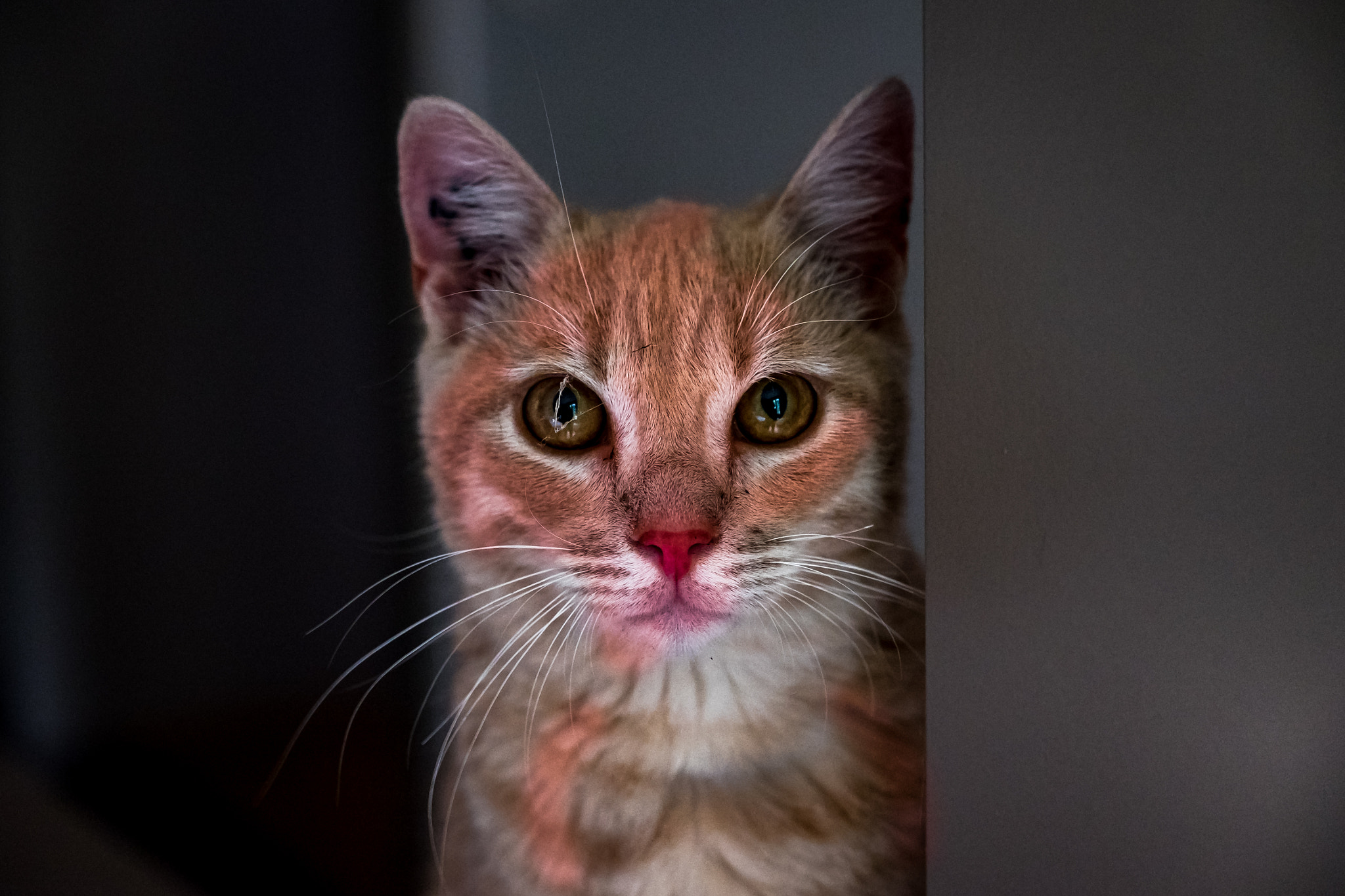 Fujifilm X-E2S sample photo. Looking straight ahead photography