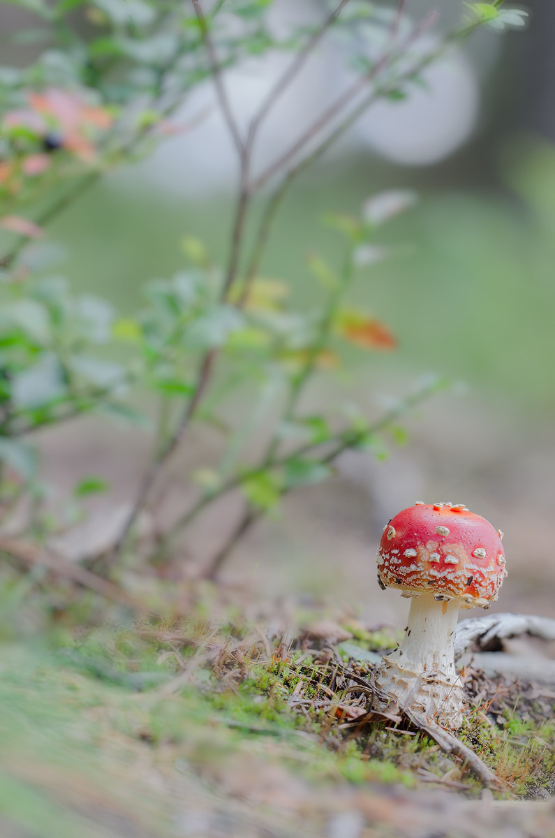 Sigma 150mm F2.8 EX DG OS Macro HSM sample photo. Fliegenpilz photography