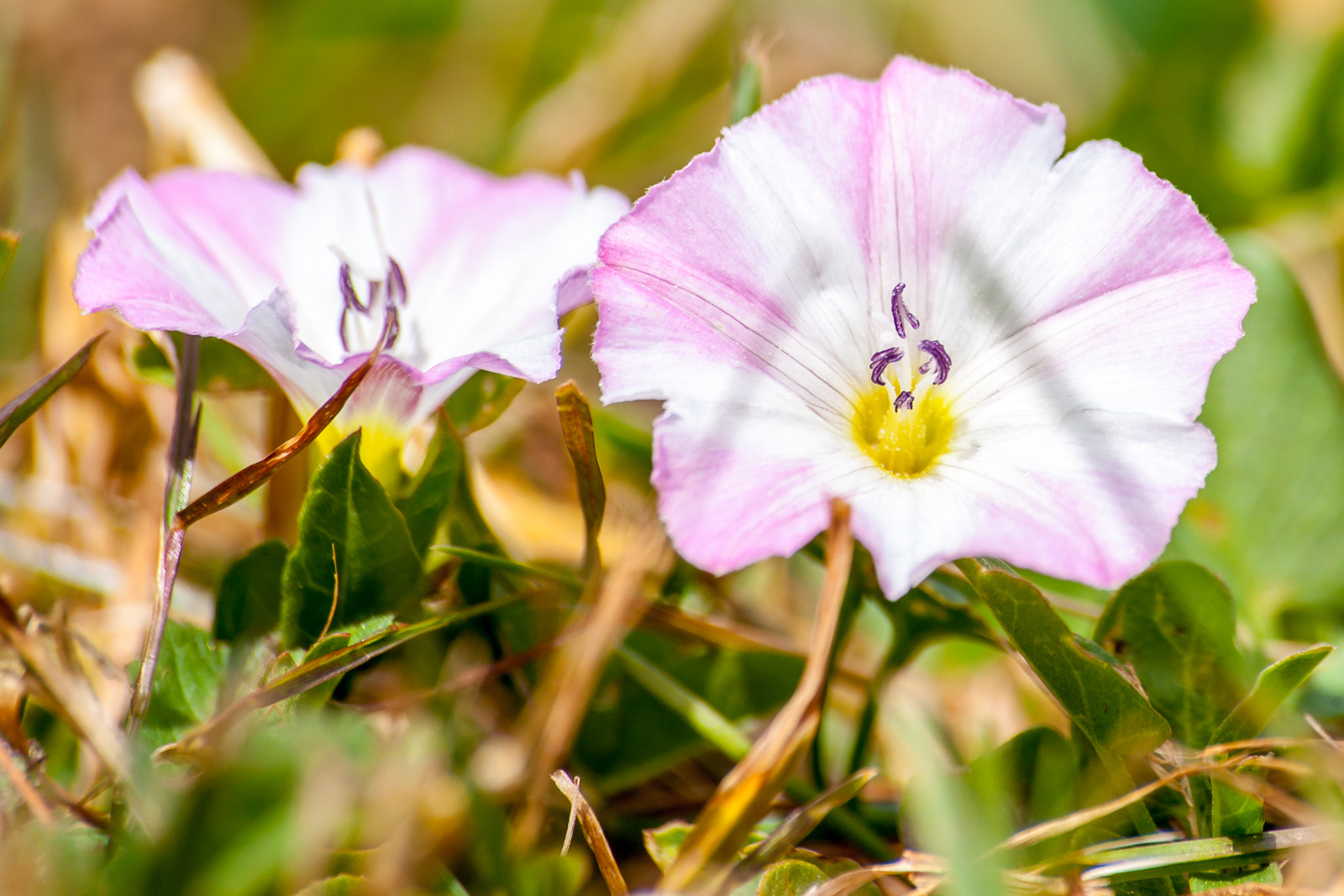 Sigma 70-300mm F4-5.6 APO DG Macro sample photo. Flowers photography