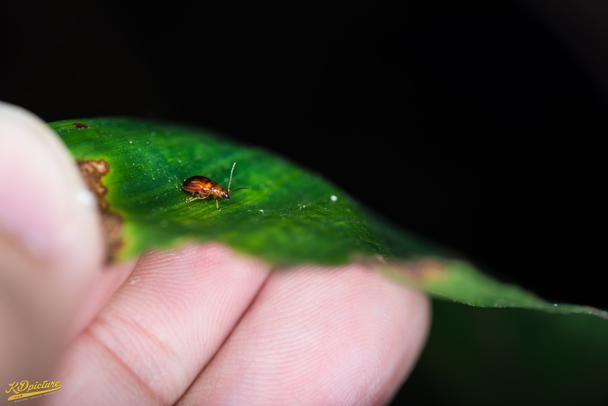 Nikon D750 + AF Nikkor 85mm f/1.8 sample photo. K macro photography